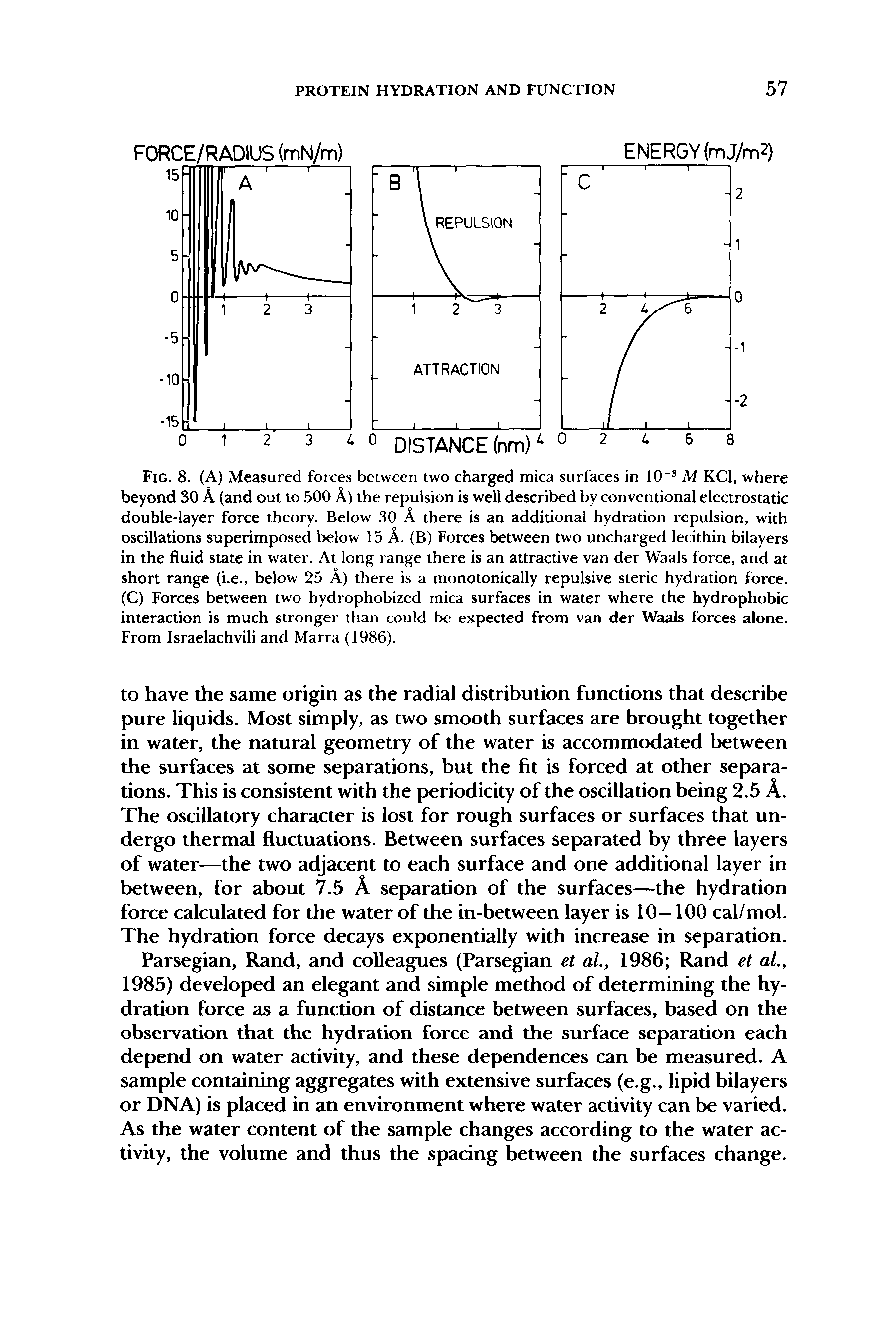 Fig. 8. (A) Measured forces between two charged mica surfaces in 10" M KCl, where beyond 30 A (and out to 500 A) the repulsion is well described by conventional electrostatic double-layer force theory. Below 30 A there is an additional hydration repulsion, with oscillations superimposed below 15 A. (B) Forces between two uncharged lecithin bilayers in the fluid state in water. At long range there is an attractive van der Waals force, and at short range (i.e., below 25 A) there is a monotonically repulsive steric hydration force. (C) Forces between two hydrophobized mica surfaces in water where the hydrophobic interaction is much stronger than could be expected from van der Waals forces alone. From Israelachvili and Marra (1986).