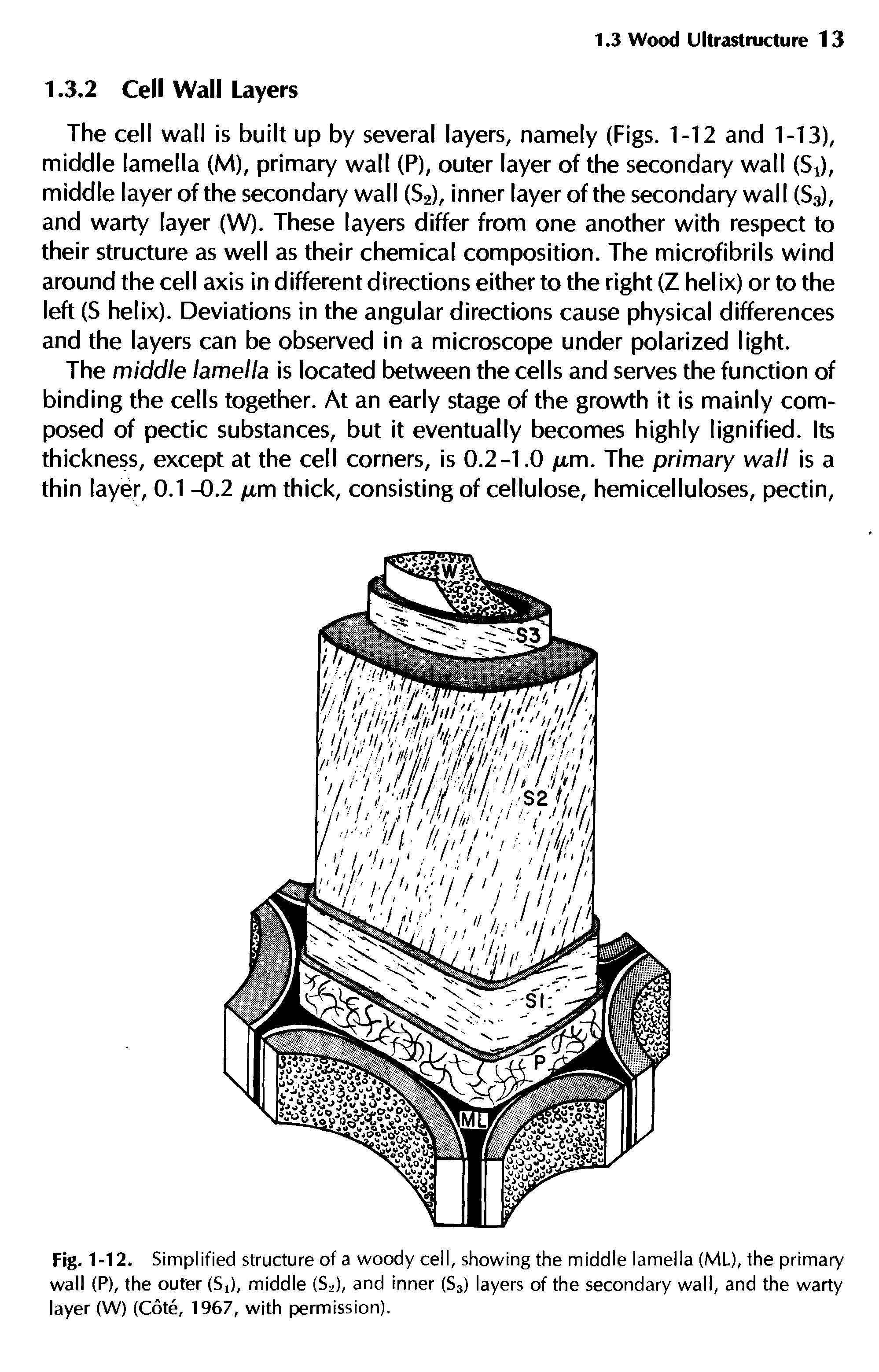 Fig. 1-12. Simplified structure of a woody cell, showing the middle lamella (ML), the primary wall (P), the outer (Si), middle (S2), and inner (S3) layers of the secondary wall, and the warty layer (W) (Cote, 1967, with permission).