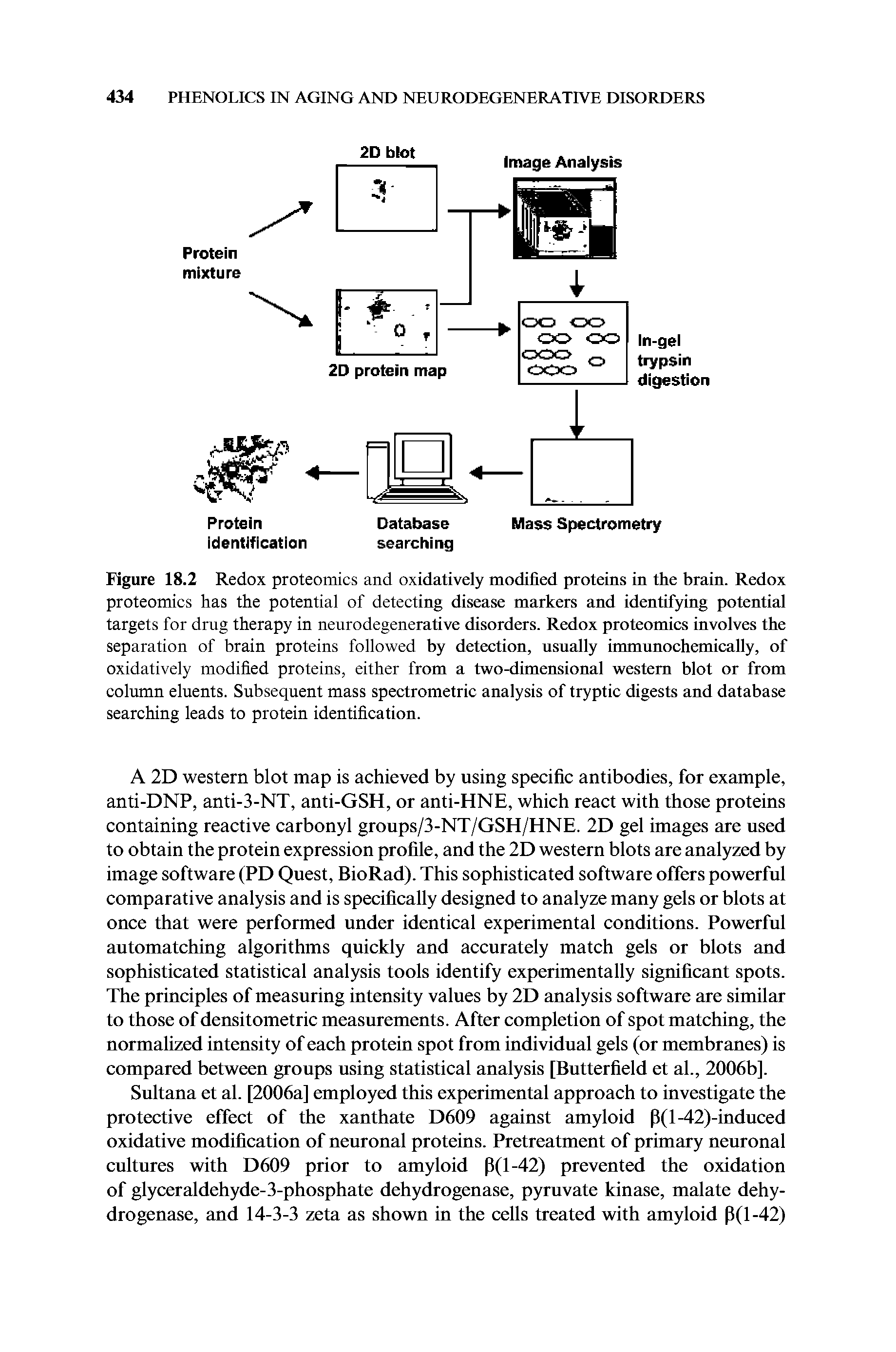 Figure 18.2 Redox proteomics and oxidatively modified proteins in the brain. Redox proteomics has the potential of detecting disease markers and identifying potential targets for drug therapy in neurodegenerative disorders. Redox proteomics involves the separation of brain proteins followed by detection, usually immunochemically, of oxidatively modified proteins, either from a two-dimensional western blot or from column eluents. Subsequent mass spectrometric analysis of tryptic digests and database searching leads to protein identification.