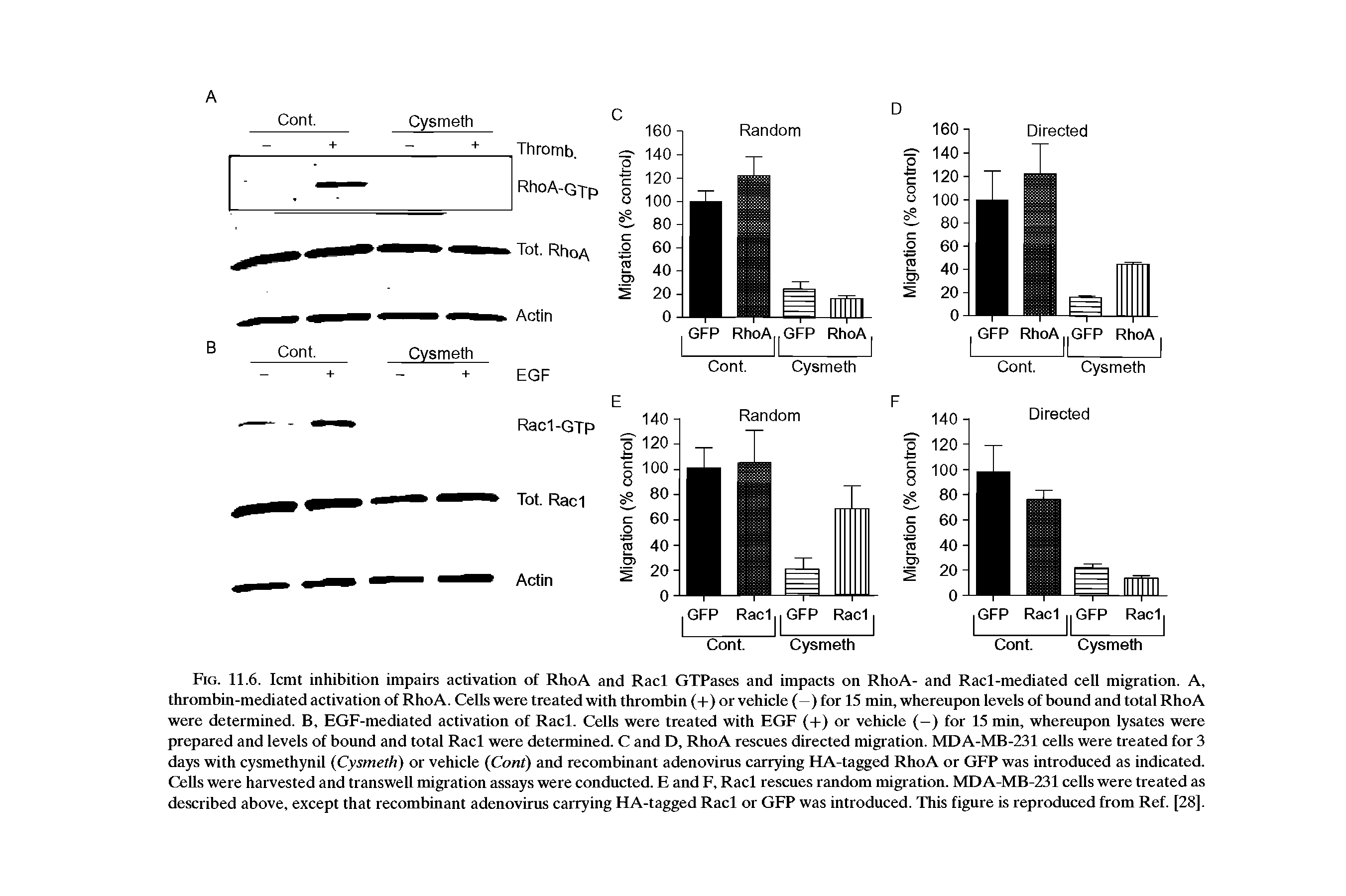 Fig. 11.6. Icmt inhibition impairs activation of RhoA and Racl GTPases and impacts on RhoA- and Racl-mediated cell migration. A, thrombin-mediated activation of RhoA. Cells were treated with thrombin (-f) or vehicle (—) for 15 min, whereupon levels of bound and total RhoA were determined. B, EGF-mediated activation of Racl. Cells were treated with EGF (-f) or vehicle (—) for 15 min, whereupon lysates were prepared and levels of bound and total Racl were determined. C and D, RhoA rescues directed migration. MDA-MB-231 cells were treated for 3 days with cysmethynil Cysmeth) or vehicle Cont) and recombinant adenovirus carrying HA-tagged RhoA or GFP was introduced as indicated. Cells were harvested and transwell migration assays were conducted. E and F, Racl rescues random migration. MDA-MB-231 cells were treated as described above, except that recombinant adenovirus carrying HA-tagged Racl or GFP was introduced. This figure is reproduced from Ref. [28].