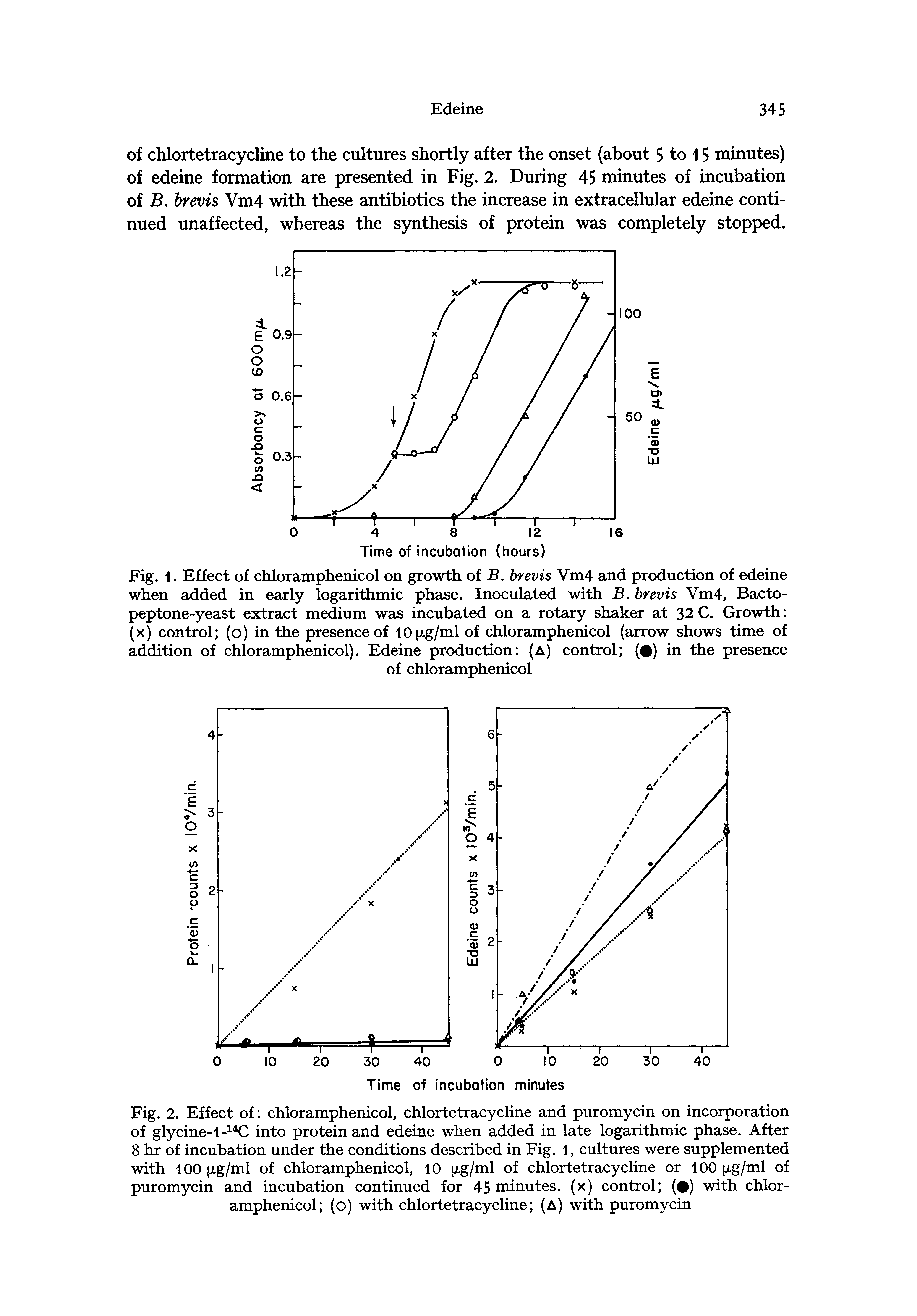Fig. 2. Effect of chloramphenicol, chlortetracycline and puromycin on incorporation of glycine-l- C into protein and edeine when added in late logarithmic phase. After 8 hr of incubation under the conditions described in Fig. 1, cultures were supplemented with 100 (xg/ml of chloramphenicol, 10 xg/ml of chlortetracycline or 100 xg/ml of puromycin and incubation continued for 45 minutes, (x) control ( ) with chloramphenicol (o) with chlortetracycline (A) with puromycin...