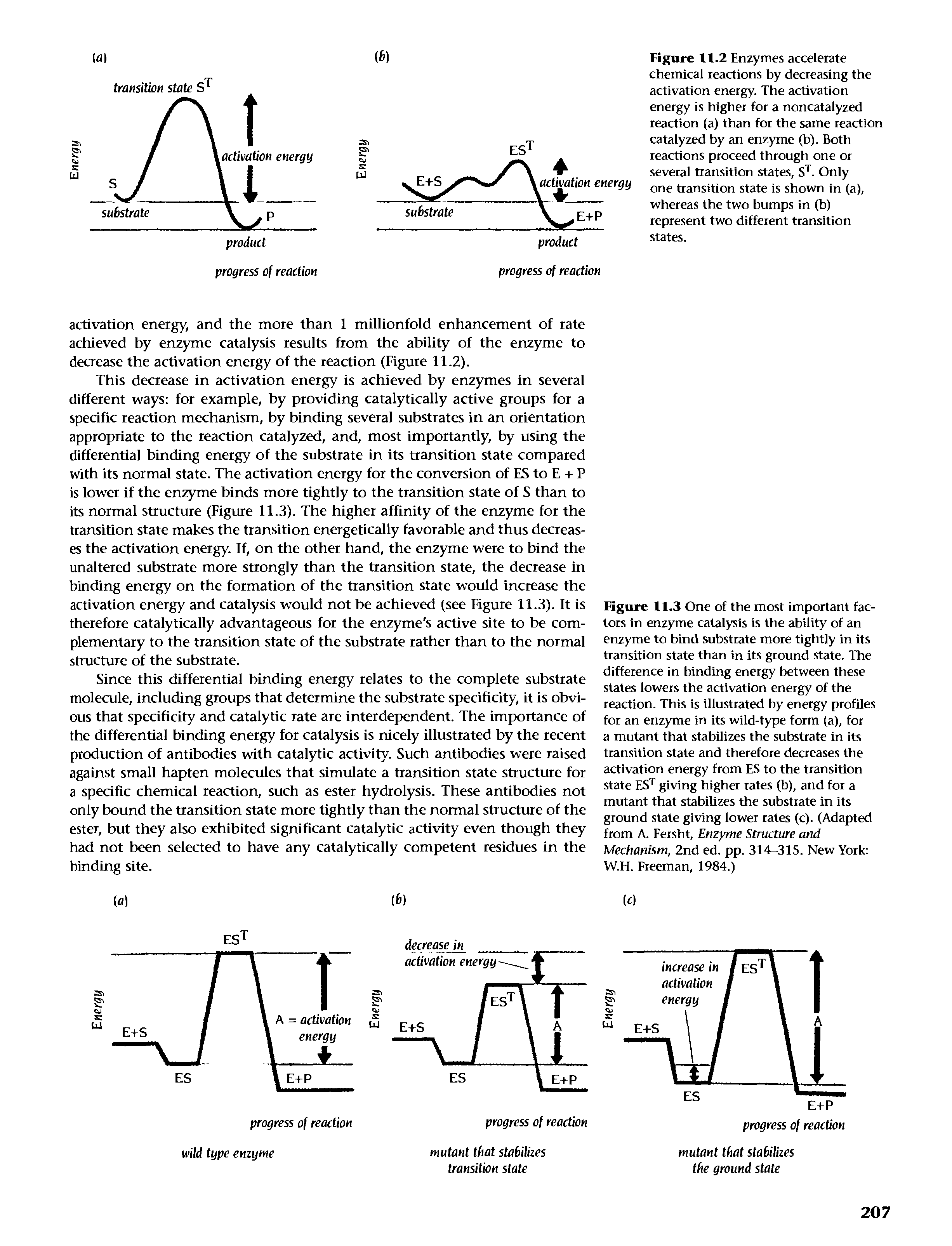 Figure 11.2 Enzymes accelerate chemical reactions by decreasing the activation energy. The activation energy is higher for a noncatalyzed reaction (a) than for the same reaction catalyzed by an enzyme (b). Both reactions proceed through one or several transition states, S. Only one transition state is shown in (a), whereas the two bumps in (b) represent two different transition states.