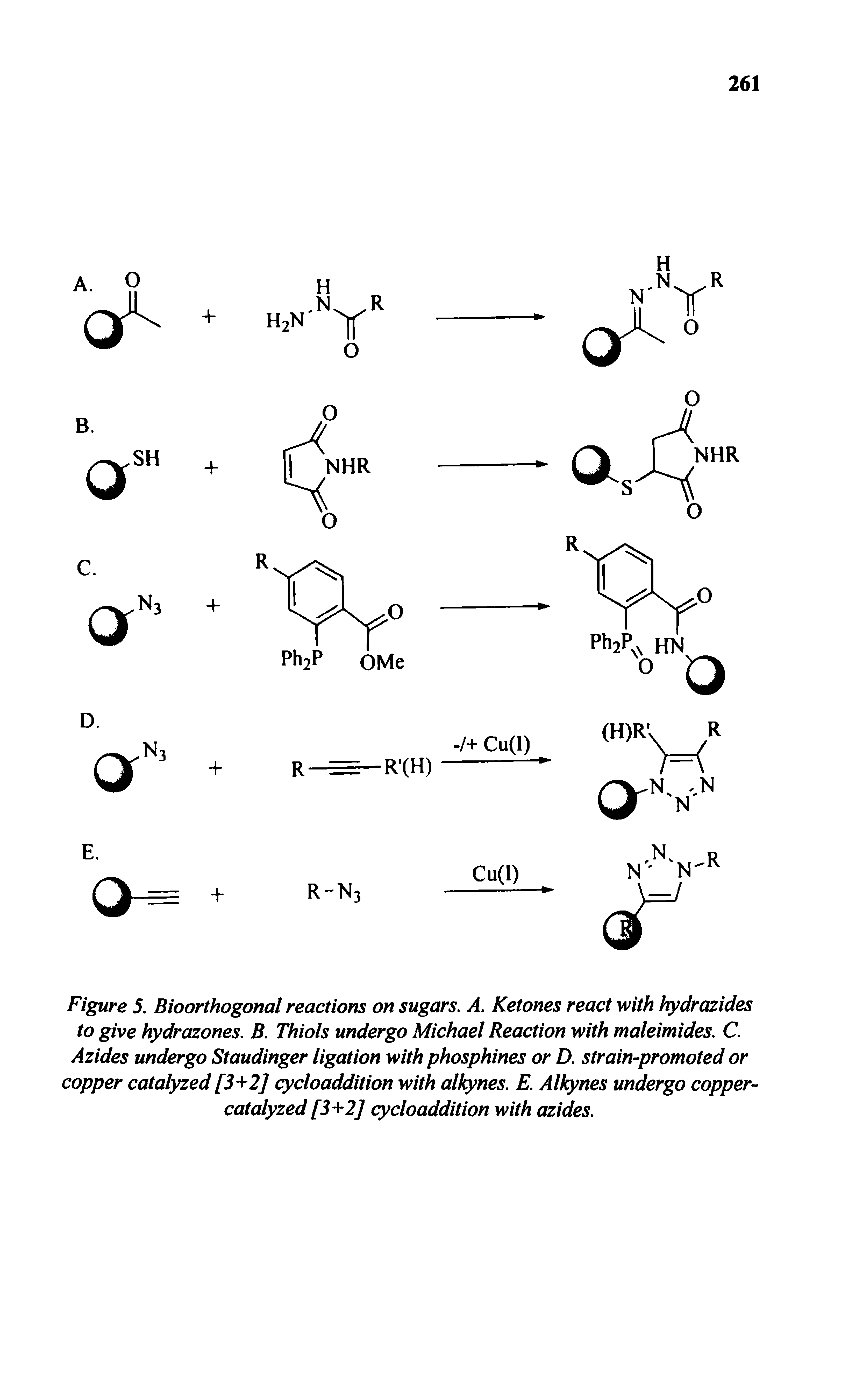 Figure 5. Bioorthogonal reactions on sugars, A. Ketones react with hydrazides to give hydrazones. B. Thiols undergo Michael Reaction with maleimides. C, Azides undergo Staudinger ligation with phosphines or D. strain-promoted or copper catalyzed [3 2] cycloaddition with all nes. E. Alkynes undergo copper-catalyzed [3- 2] cycloaddition with azides.