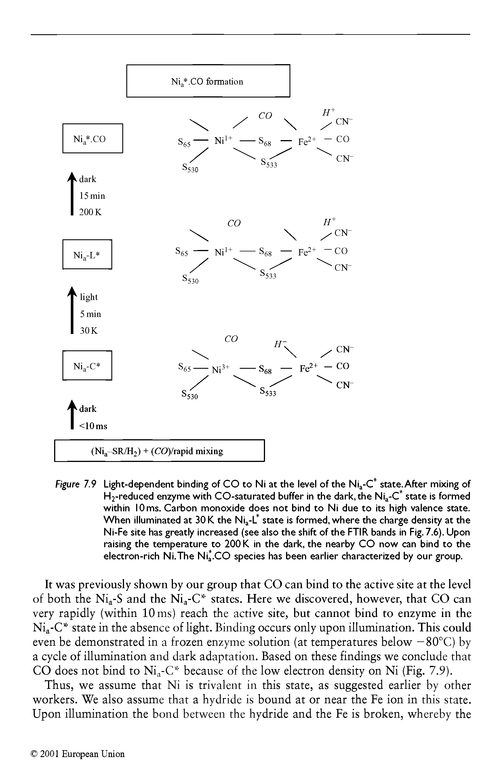 Figure 7.9 Light-dependent binding of CO to Ni at the level of the Ni -C state. After mixing of H2-reduced enzyme with CO-saturated buffer in the dark, the Nij-C state is formed within 10 ms. Carbon monoxide does not bind to Ni due to its high valence state. When illuminated at 30 K the Ni -L state is formed, where the charge density at the Ni-Fe site has greatly increased (see also the shift of the FTIR bands in Fig. 7.6). Upon raising the temperature to 200 K in the dark, the nearby CO now can bind to the electron-rich Ni.The Ni. CO species has been earlier characterized by our group.