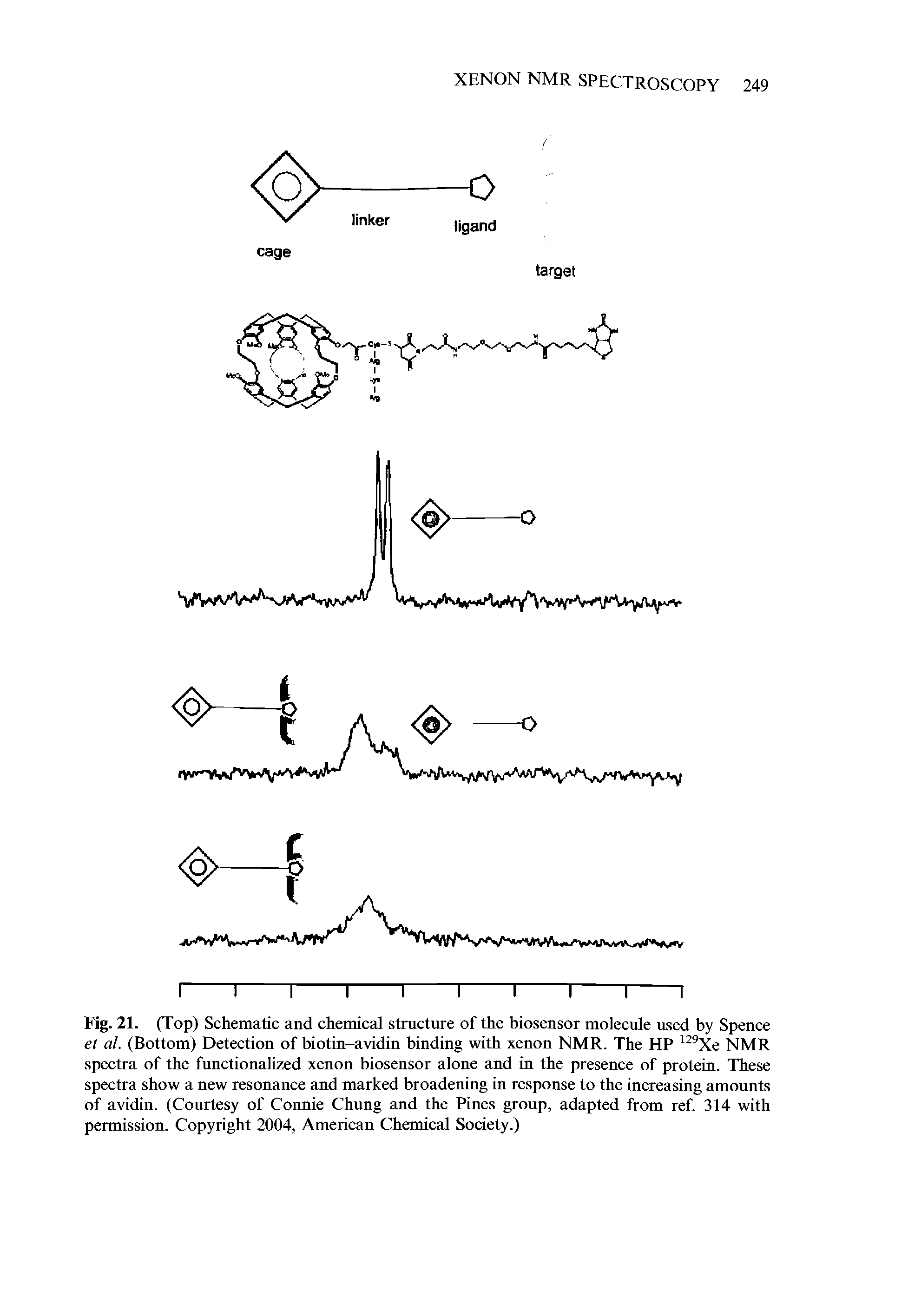 Fig. 21. (Top) Schematic and chemical structure of the biosensor molecule used by Spence et al. (Bottom) Detection of biotin-avidin binding with xenon NMR. The HP Xe NMR spectra of the functionalized xenon biosensor alone and in the presence of protein. These spectra show a new resonance and marked broadening in response to the increasing amounts of avidin. (Courtesy of Connie Chung and the Pines group, adapted from ref. 314 with permission. Copyright 2004, American Chemical Society.)...