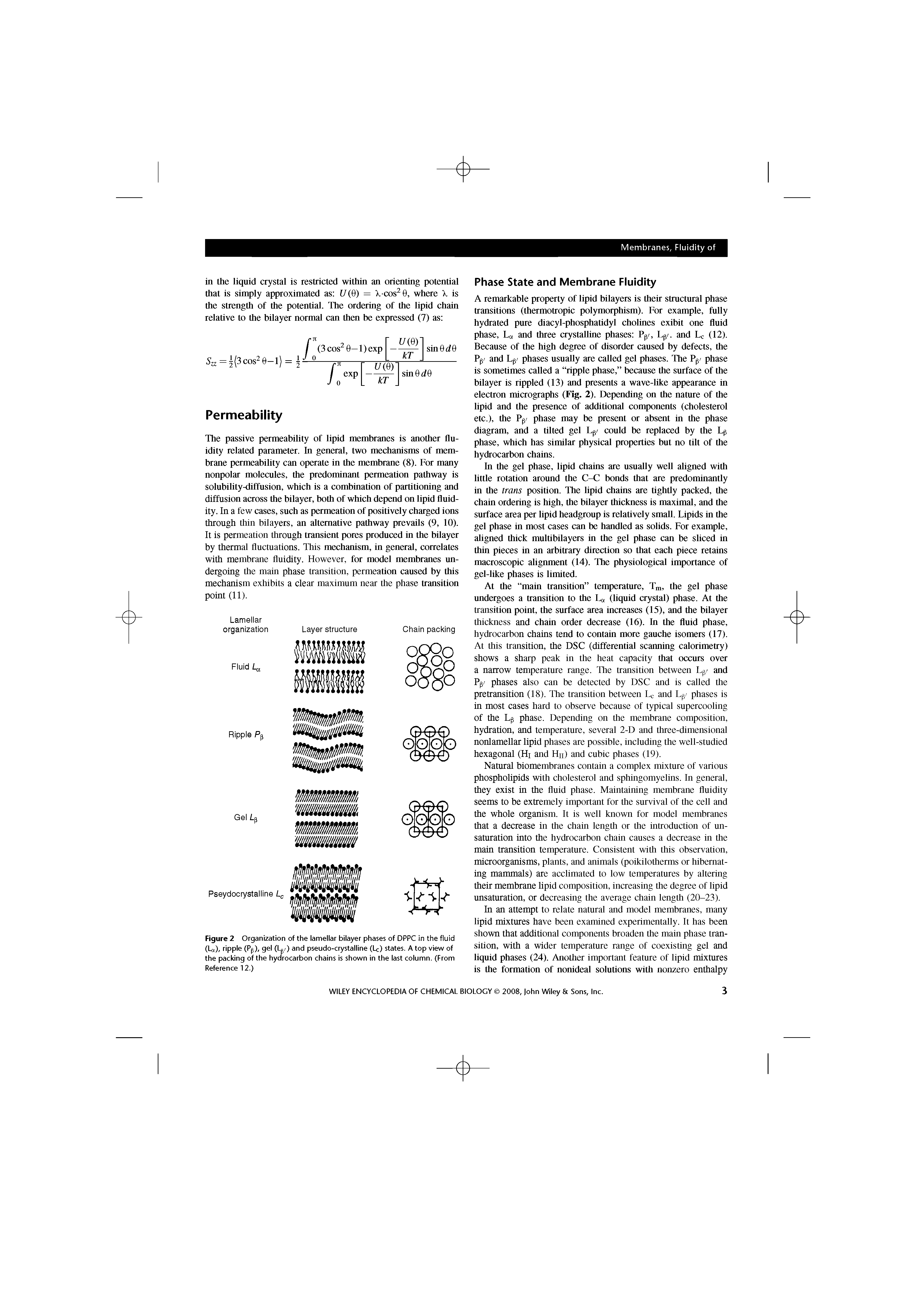 Figure 2 Organization of the lamellar bilayer phases of DPPC in the fiuid (Lx), ripple (Pp), gel (Lp/) and pseudo-crystalline (Lc) states. A top view of the packing of the hydrocarbon chains is shown in the last column. (From Reference 12.)...