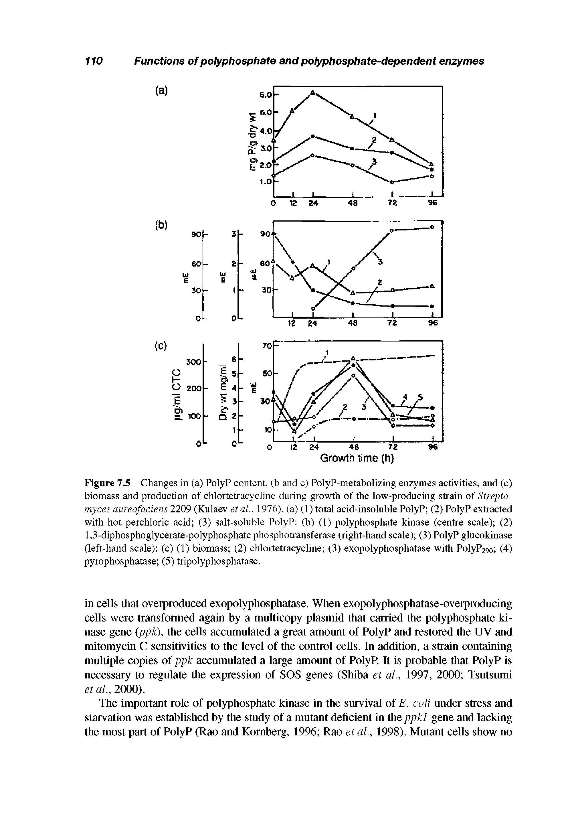 Figure 7.5 Changes in (a) PolyP content, (b and c) PolyP-metabolizing enzymes activities, and (c) biomass and production of chlortetracycline during growth of the low-producing strain of Strepto-myces aureofaciens 2209 (Kulaev et al., 1976). (a) (1) total acid-insoluble PolyP (2) PolyP extracted with hot perchloric acid (3) salt-soluble PolyP (b) (1) polyphosphate kinase (centre scale) (2) 1,3-diphosphoglycerate-polyphosphate phosphotransferase (right-hand scale) (3) PolyP glucokinase (left-hand scale) (c) (1) biomass (2) chlortetracycline (3) exopolyphosphatase with PolyP29o (4) pyrophosphatase (5) tripolyphosphatase.