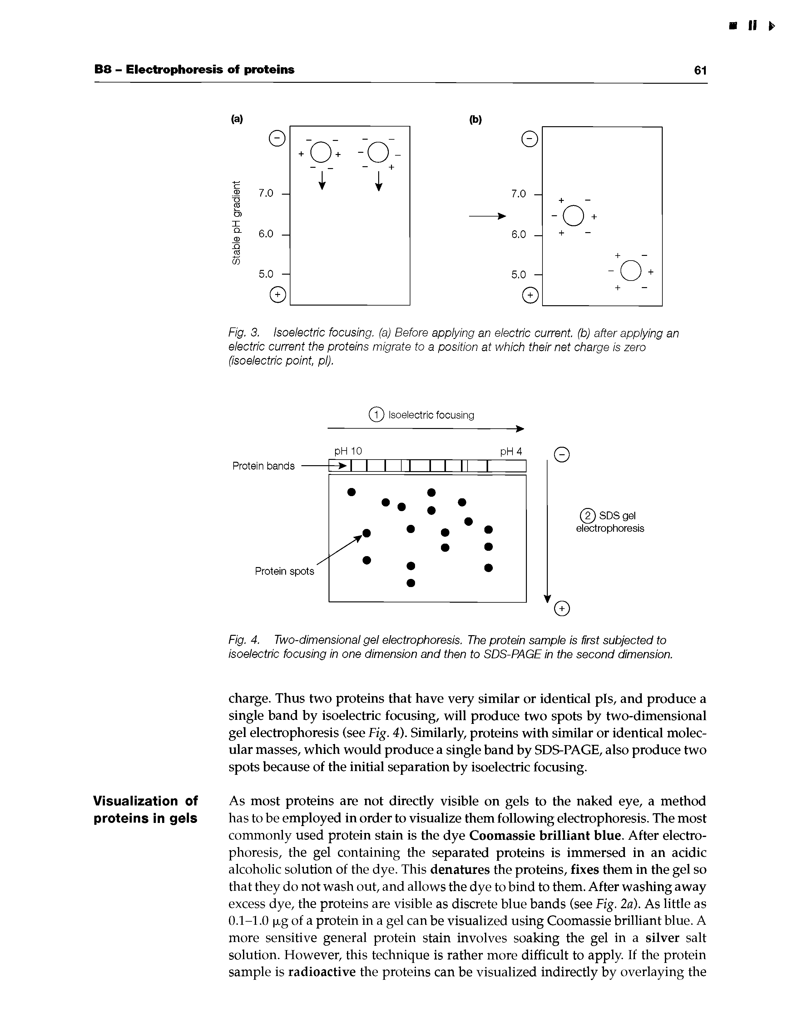 Fig. 4. Two-dimensional gel electrophoresis. The protein sample is first subjected to isoelectric focusing in one dimension and then to SDS-PAGE in the second dimension.