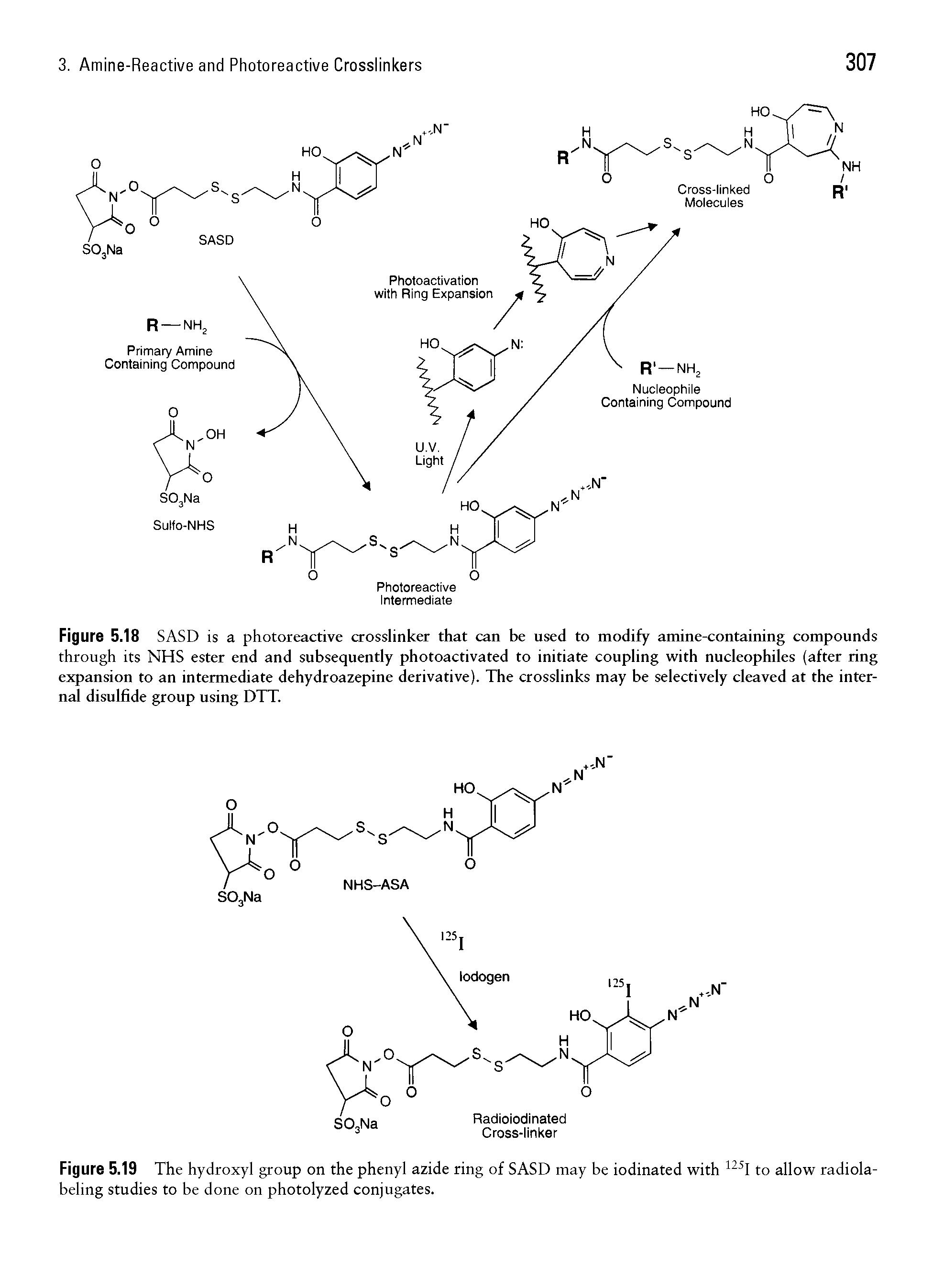 Figure 5.18 SASD is a photoreactive crosslinker that can be used to modify amine-containing compounds through its NHS ester end and subsequently photoactivated to initiate coupling with nucleophiles (after ring expansion to an intermediate dehydroazepine derivative). The crosslinks may be selectively cleaved at the internal disulfide group using DTT.