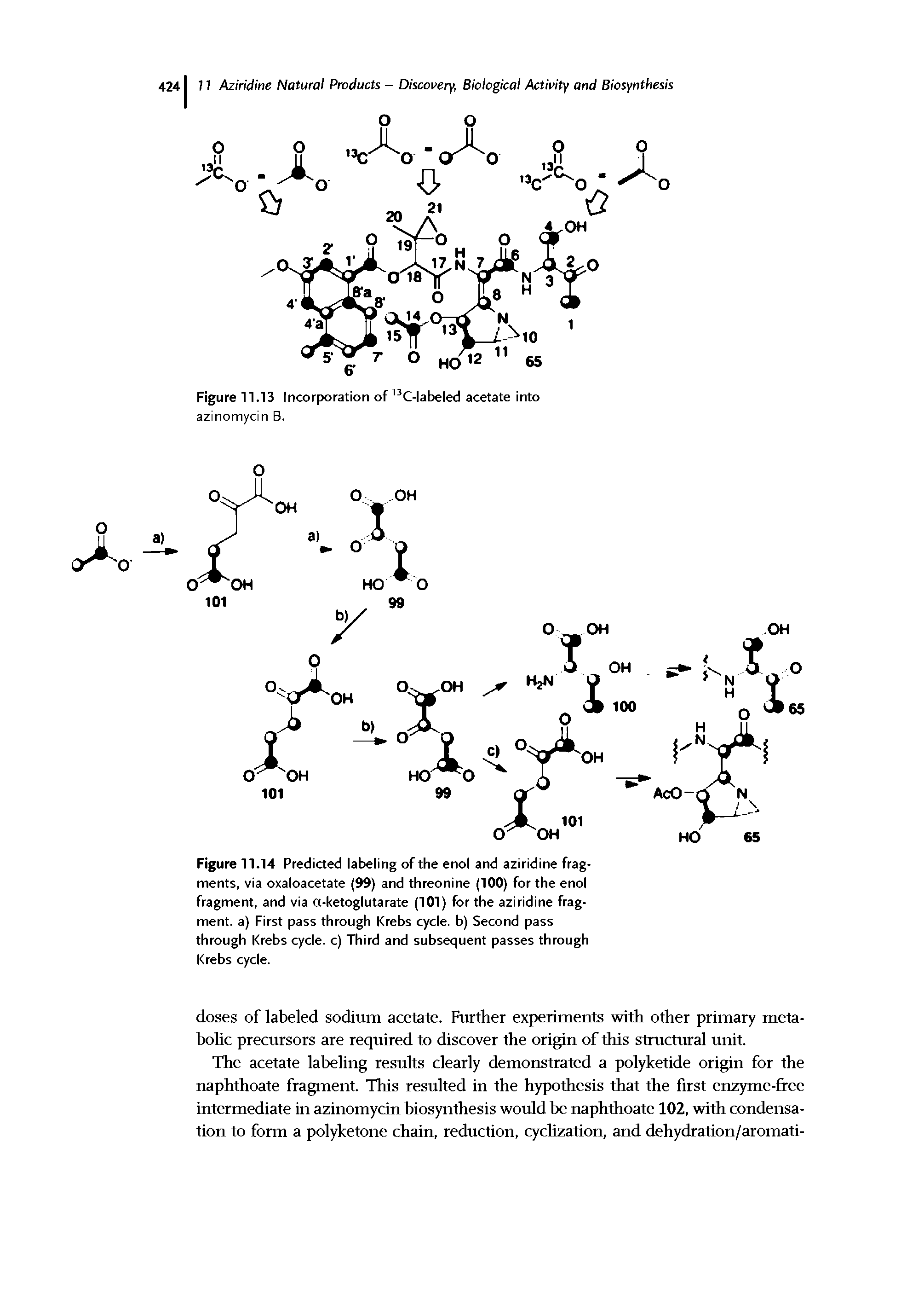 Figure 11.14 Predicted labeling of the enol and aziridine fragments, via oxaloacetate (99) and threonine (100) for the enol fragment, and via a-ketoglutarate (101) for the aziridine fragment. a) First pass through Krebs cycle, b) Second pass through Krebs cycle, c) Third and subsequent passes through Krebs cycle.