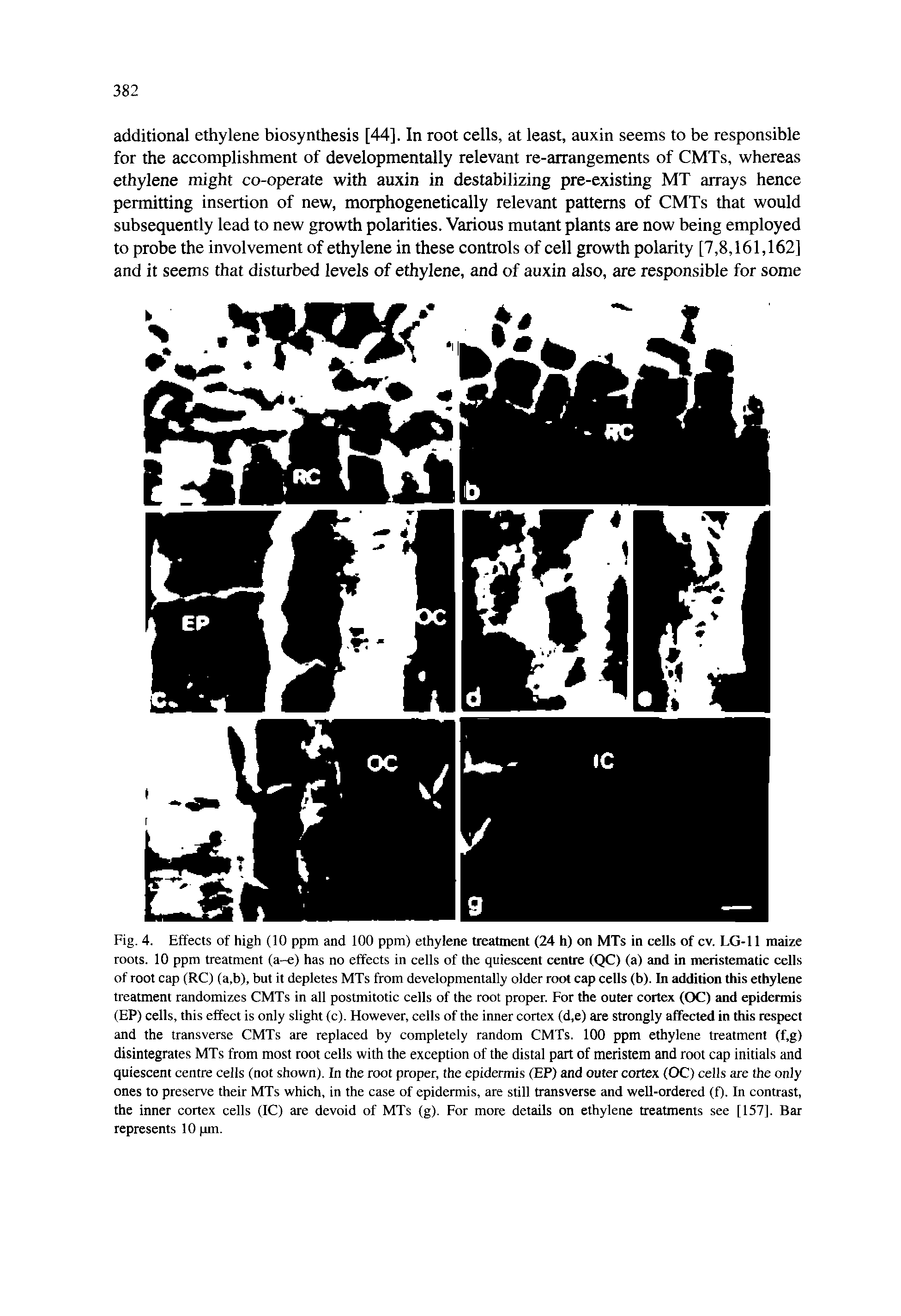 Fig. 4. Effects of high (10 ppm and 100 ppm) ethylene treatment (24 h) on MTs in cells of cv. LG-11 maize roots. 10 ppm treatment (a-e) has no effects in cells of the quiescent centre (QC) (a) and in meristematic cells of root cap (RC) (a.b), but it depletes MTs from developmentally older root cap cells (b). In addition this ethylene treatment randomizes CMTs in all postmitotic cells of the root proper. For the outer cortex (CXI) and epidermis (EP) cells, this effect is only slight (c). However, cells of the inner cortex (d,e) are strongly affected in this respect and the transverse CMTs are replaced by completely random CMTs. 100 ppm ethylene treatment (f,g) disintegrates MTs from most root cells with the exception of the distal part of meristem and root cap initials and quiescent centre cells (not shown). In the root proper, the epidermis (EP) and outer cortex (OC) cells are the only ones to preserve their MTs which, in the case of epidermis, are still transverse and well-ordered (f). In contrast, the inner cortex cells (IC) are devoid of MTs (g). For more details on ethylene treatments see [157]. Bar represents 10 pm.