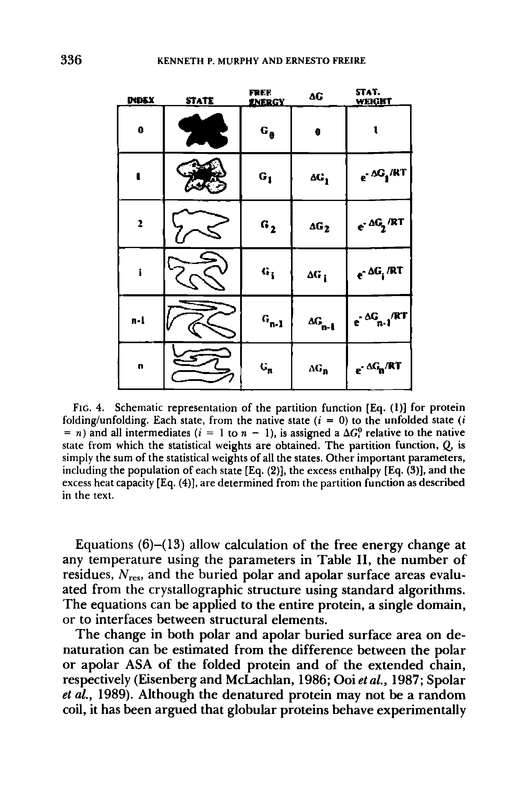Fig. 4. Schematic representation of the partition function [Eq. (1)] for protein folding/unfolding. Each state, from the native state (i = 0) to the unfolded state (i = n) and all intermediates (i = 1 to n - 1), is assigned a AG relative to the native state from which the statistical weights are obtained. The partition function, Q, is simply the sum of the statistical weights of all the states. Other important parameters, including the population of each state [Eq. (2)], the excess enthalpy [Eq. (3)], and the excess heat capacity [Eq. (4)], are determined from the partition function as described in the text.