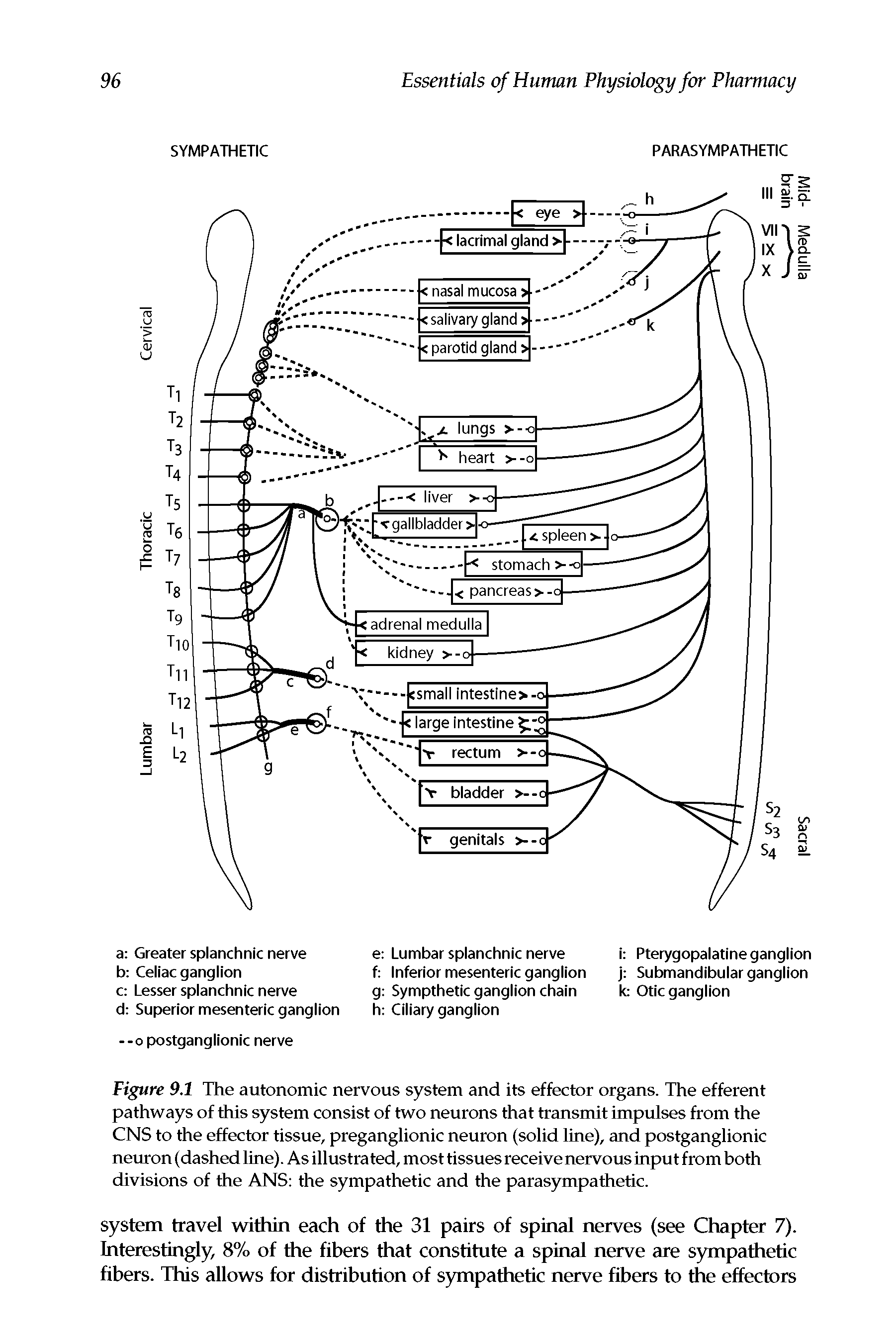 Figure 9.1 The autonomic nervous system and its effector organs. The efferent pathways of this system consist of two neurons that transmit impulses from the CNS to the effector tissue, preganglionic neuron (solid line), and postganglionic neuron (dashed line). As illustrated, most tissues receive nervous input from both divisions of the ANS the sympathetic and the parasympathetic.