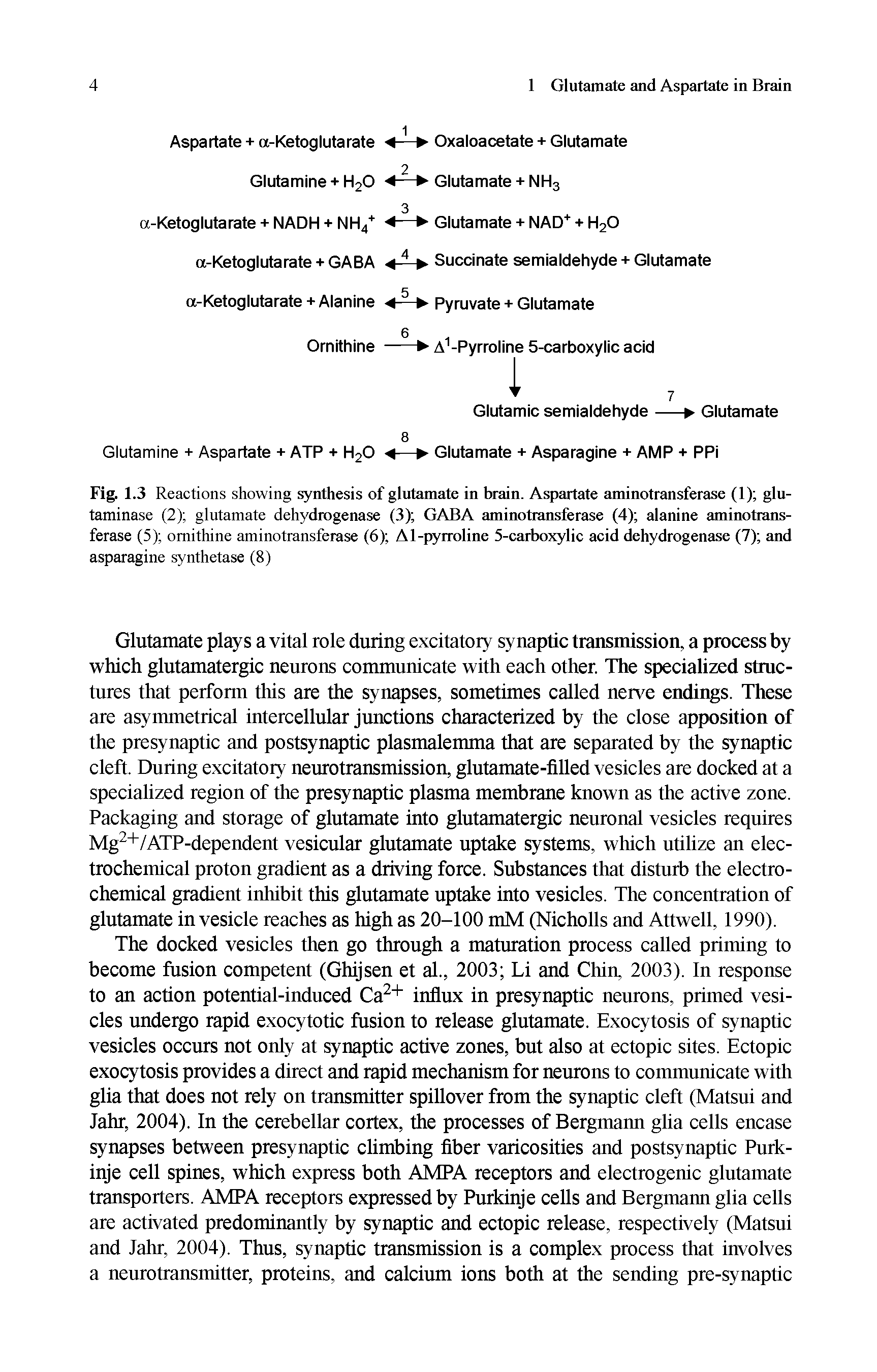 Fig. 1.3 Reactions showing synthesis of glutamate in brain. Aspartate aminotransferase (1) glu-taminase (2) glutamate dehydrogenase (3) GABA aminotransferase (4) alanine aminotransferase (5) ornithine aminotransferase (6) Al-pyrroline 5-carboxylic acid dehydrogenase (7) and asparagine synthetase (8)...