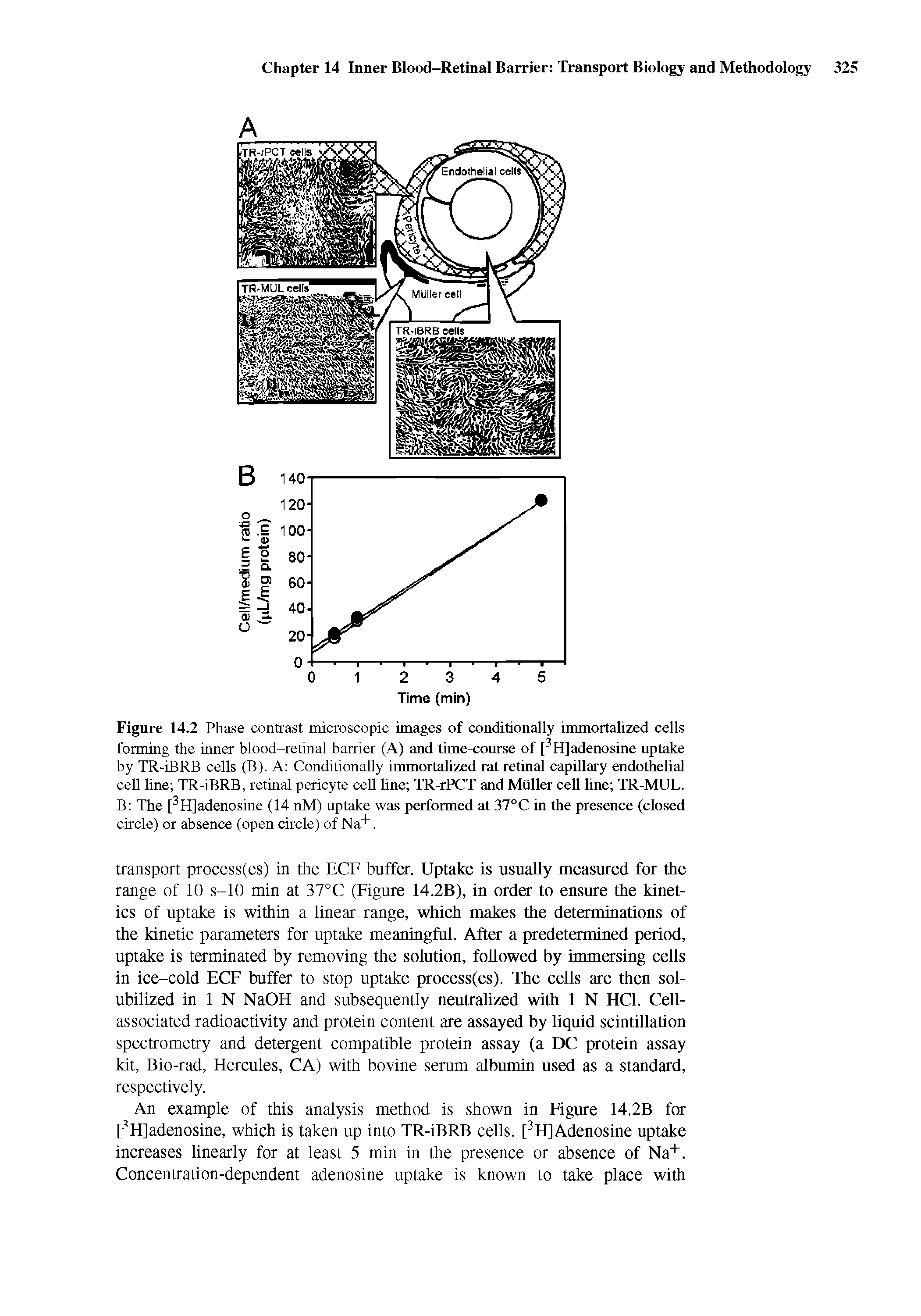 Figure 14.2 Phase contrast microscopic images of conditionally immortalized cells forming the inner blood-retinal barrier (A) and time-course of [3H] adenosine uptake by TR-iBRB cells (B). A Conditionally immortalized rat retinal capillary endothelial cell line TR-iBRB, retinal pericyte cell line TR-rPCT and Muller cell line TR-MUL. B The [ H]adenosine (14 nM) uptake was performed at 37°C in the presence (closed circle) or absence (open circle) of Na+.