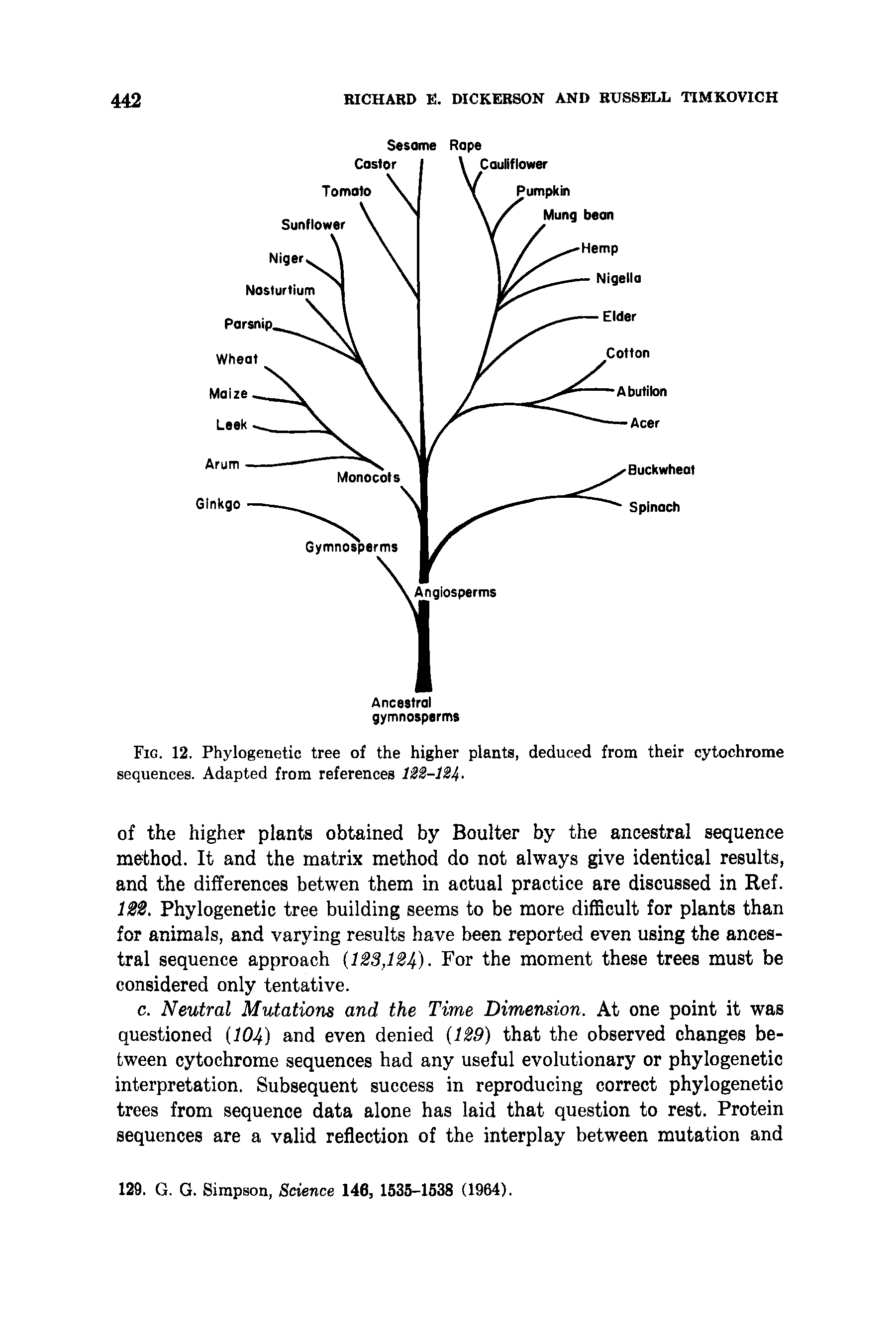 Fig. 12. Phylogenetic tree of the higher plants, deduced from their cytochrome sequences. Adapted from references lii-lH.