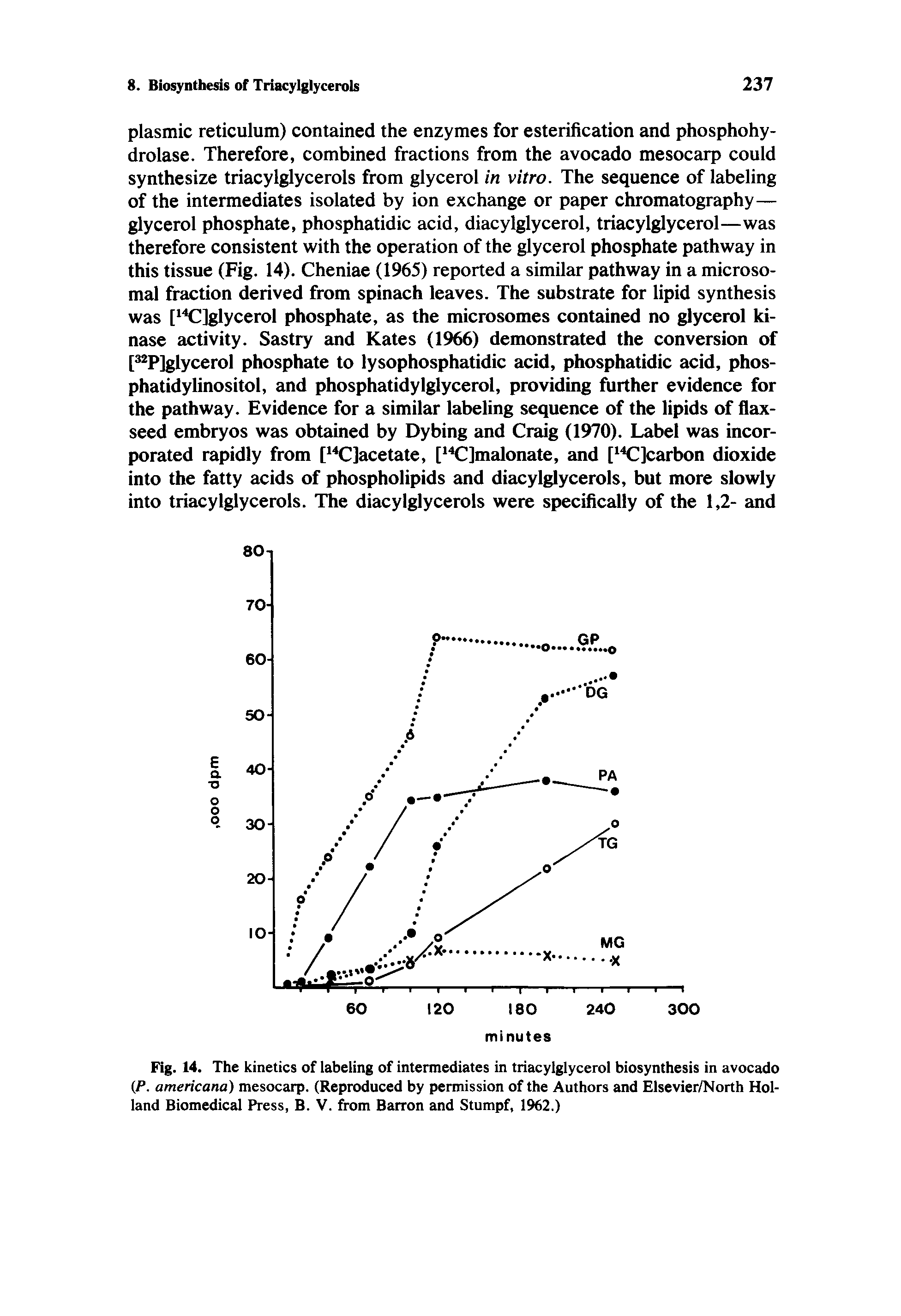 Fig. 14. The kinetics of labeling of intermediates in triacylglycerol biosynthesis in avocado (P. americana) mesocarp. (Reproduced by permission of the Authors and Elsevier/North Holland Biomedical Press, B. V. from Barron and Stumpf, 1962.)...