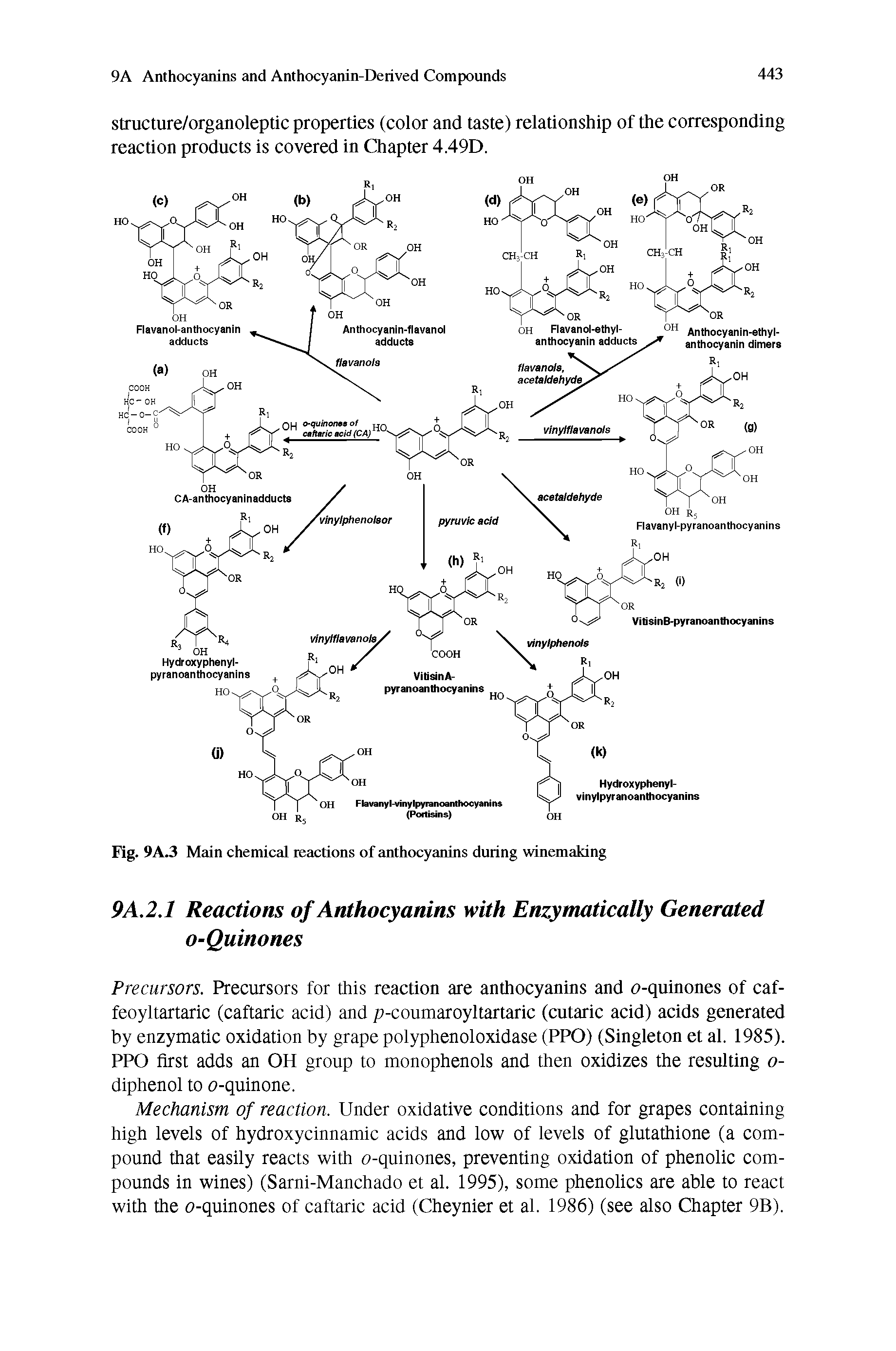 Fig. 9A.3 Main chemical reactions of anthocyanins during winemaking...