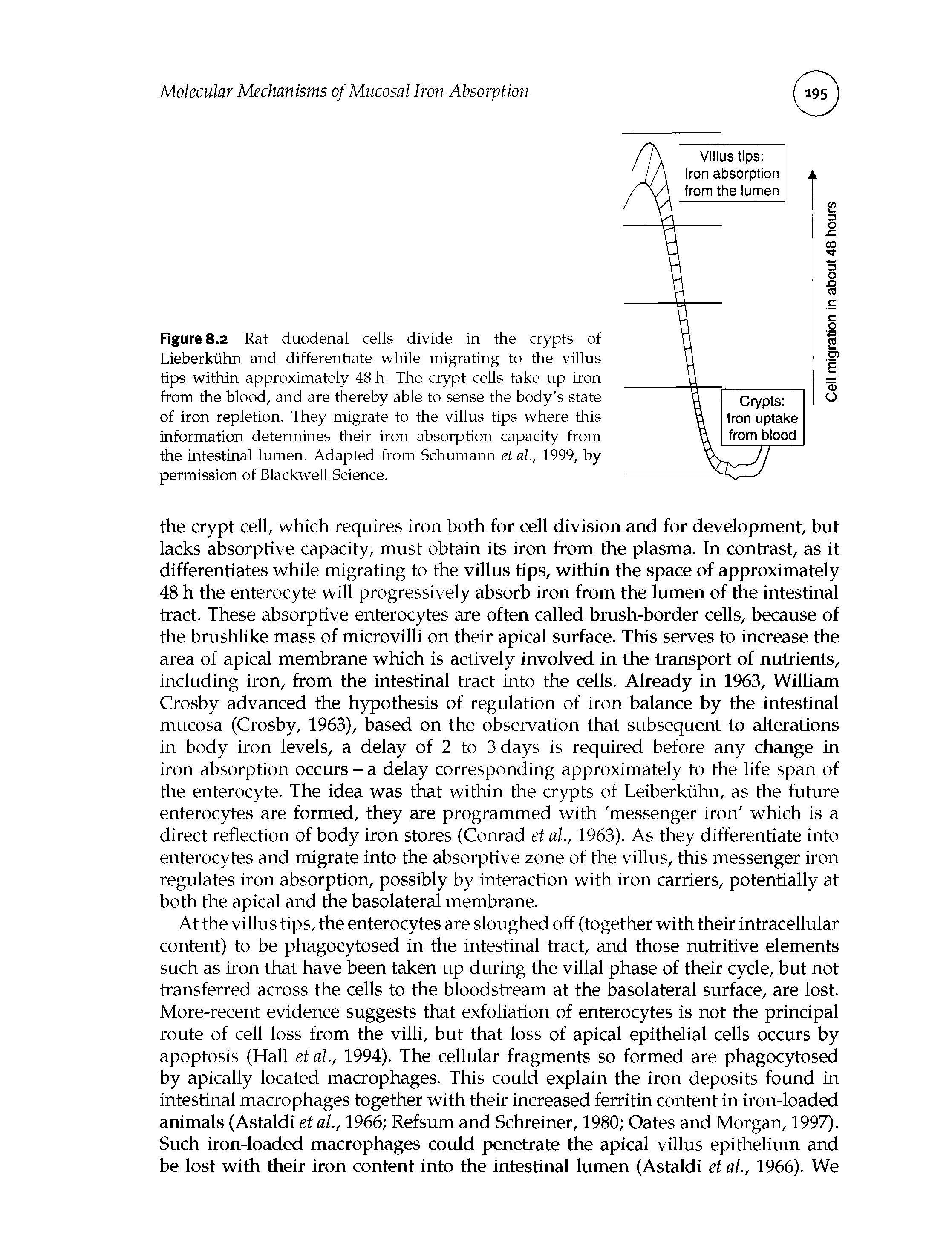 Figure 8.2 Rat duodenal cells divide in the crypts of Lieberktihn and differentiate while migrating to the villus tips within approximately 48 h. The crypt cells take up iron from the blood, and are thereby able to sense the body s state of iron repletion. They migrate to the villus tips where this information determines their iron absorption capacity from the intestinal lumen. Adapted from Schumann et al., 1999, by permission of Blackwell Science.