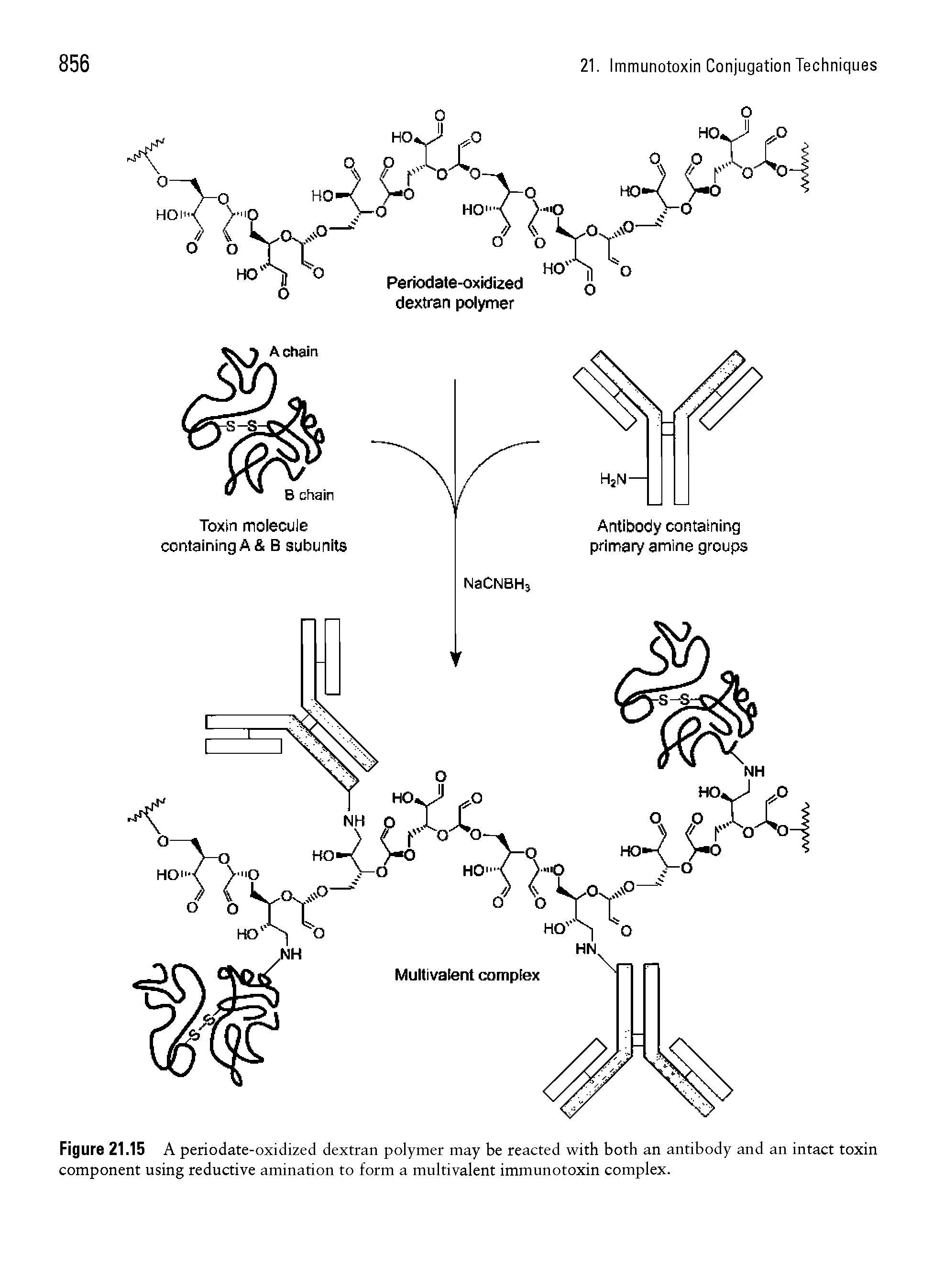Figure 21.15 A periodate-oxidized dextran polymer may be reacted with both an antibody and an intact toxin component using reductive amination to form a multivalent immunotoxin complex.