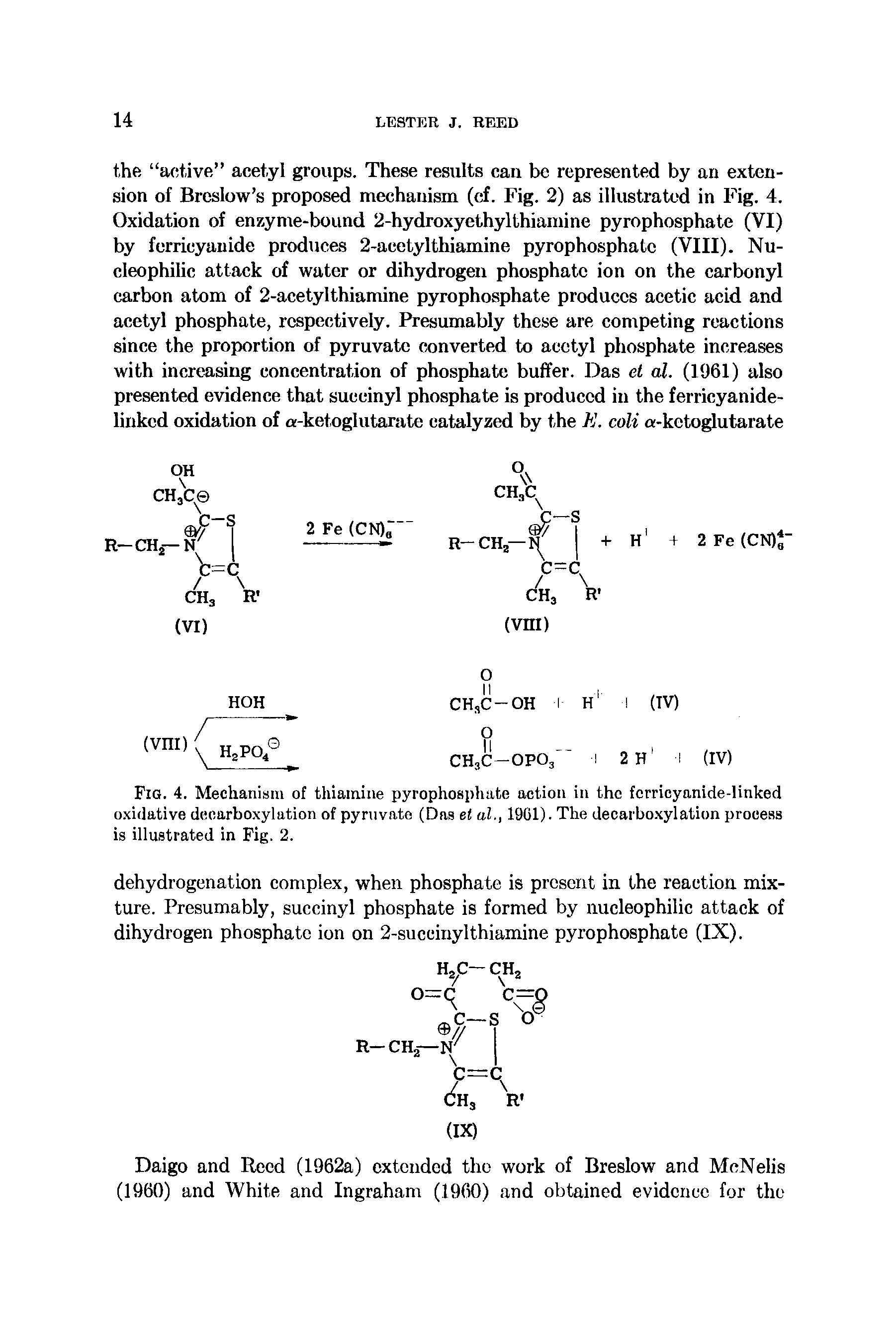 Fig. 4. Mechanism of thiamine pyrophosphate action in the fcrricyanide-linked oxidative decarboxylation of pyruvate (Das et al., 1901). The decarbo.xylation process is illustrated in Fig. 2.