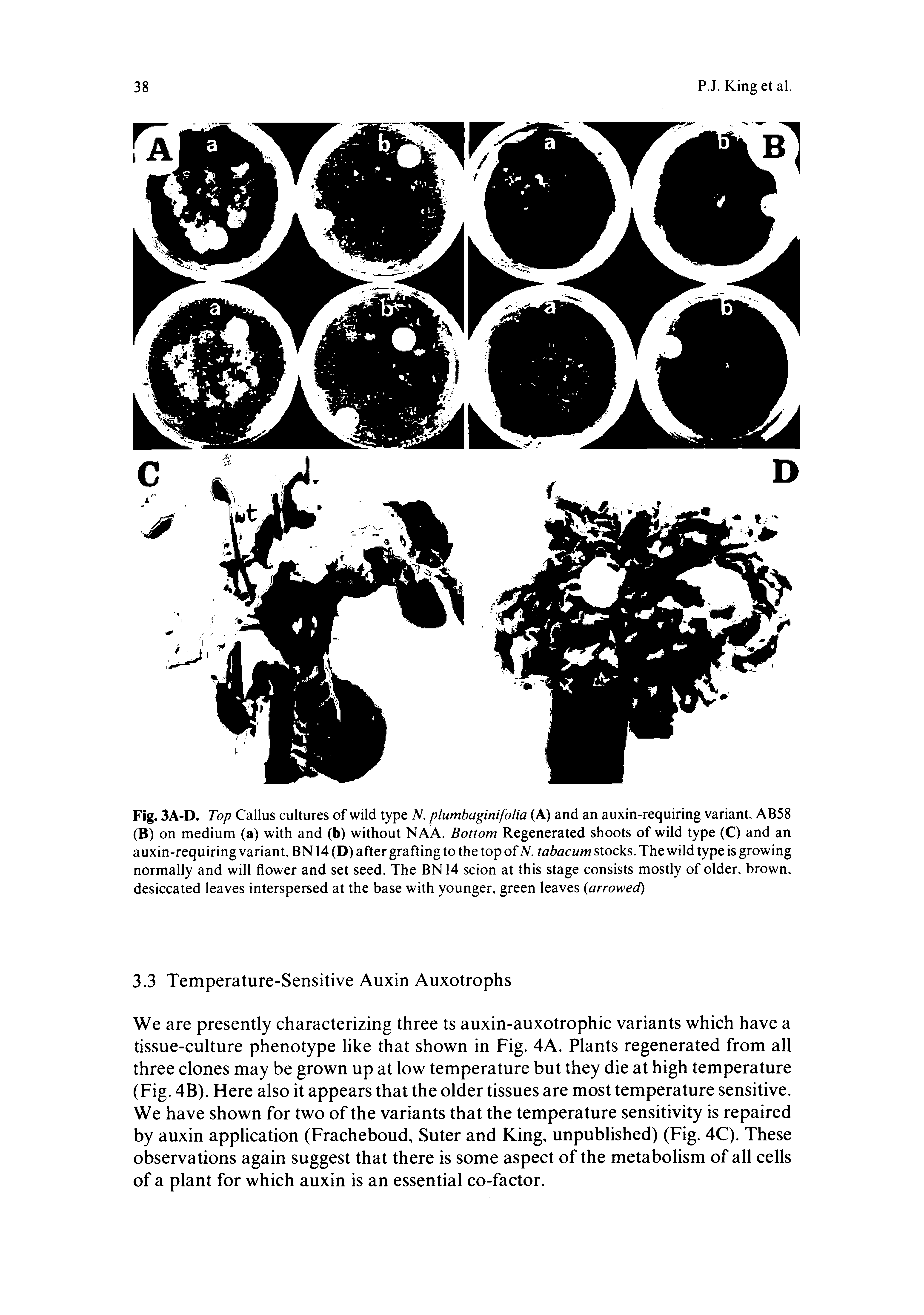 Fig. 3A-D. Top Callus cultures of wild type N. plumbaginifolia (A) and an auxin-requiring variant, AB58 (B) on medium (a) with and (b) without NAA. Bottom Regenerated shoots of wild type (C) and an auxin-requiring variant, BN 14 (D) after grafting to the top of N. tabacum stocks. The wild type is growing normally and will flower and set seed. The BN 14 scion at this stage consists mostly of older, brown, desiccated leaves interspersed at the base with younger, green leaves (arrowed)...