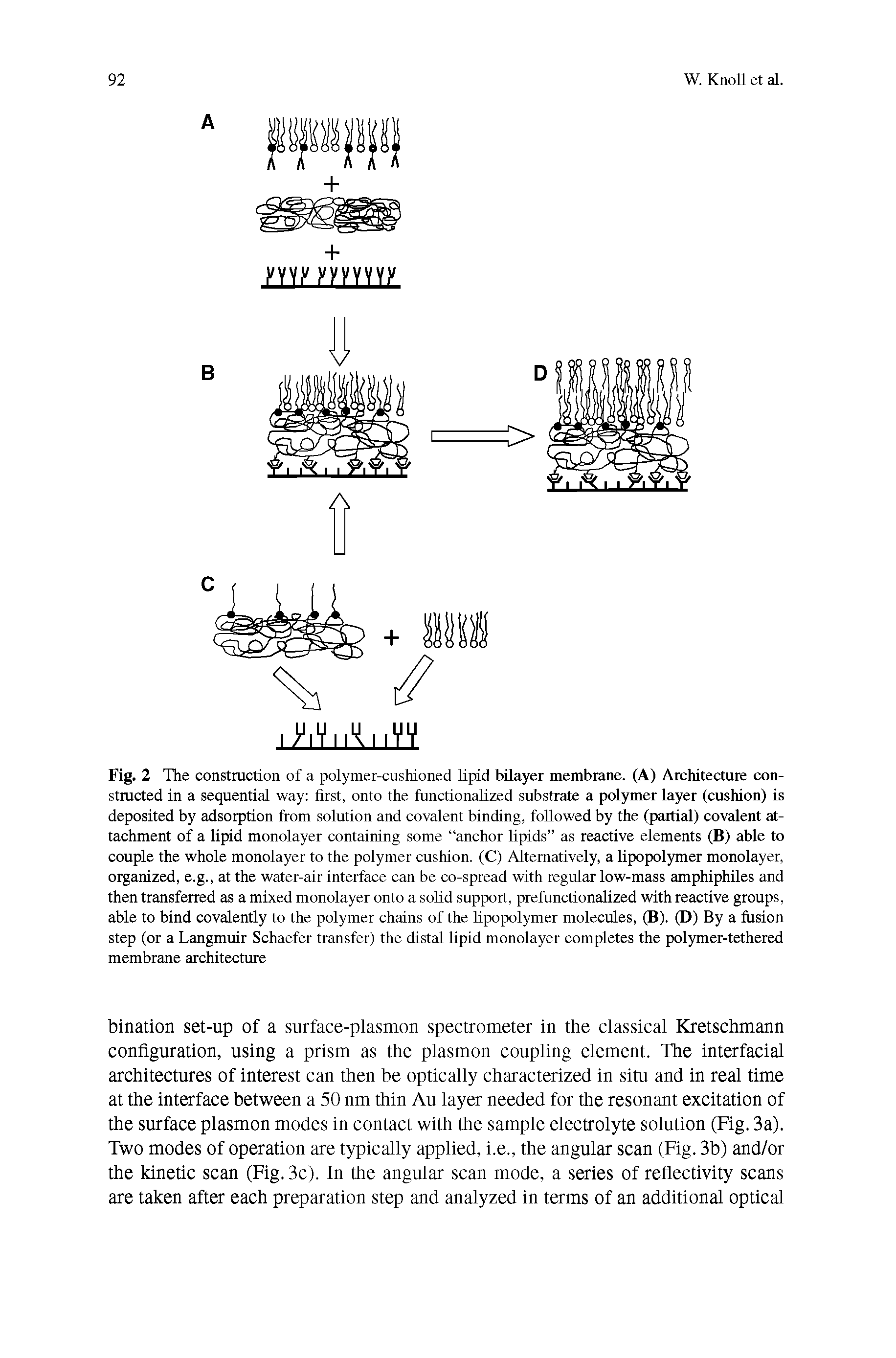 Fig. 2 The construction of a polymer-cushioned lipid bilayer membrane. (A) Architecture constructed in a sequential way first, onto the functionalized substrate a polymer layer (cushion) is deposited by adsorption from solution and covalent binding, followed by the (partial) covalent attachment of a lipid monolayer containing some anchor lipids as reactive elements (B) able to couple the whole monolayer to the polymer cushion. (C) Alternatively, a lipopolymer monolayer, organized, e.g., at the water-air interface can be co-spread with regular low-mass amphiphiles and then transferred as a mixed monolayer onto a solid support, prefunctionalized with reactive groups, able to bind covalently to the polymer chains of the lipopolymer molecules, (B). (D) By a fusion step (or a Langmuir Schaefer transfer) the distal lipid monolayer completes the polymer-tethered membrane architecture...