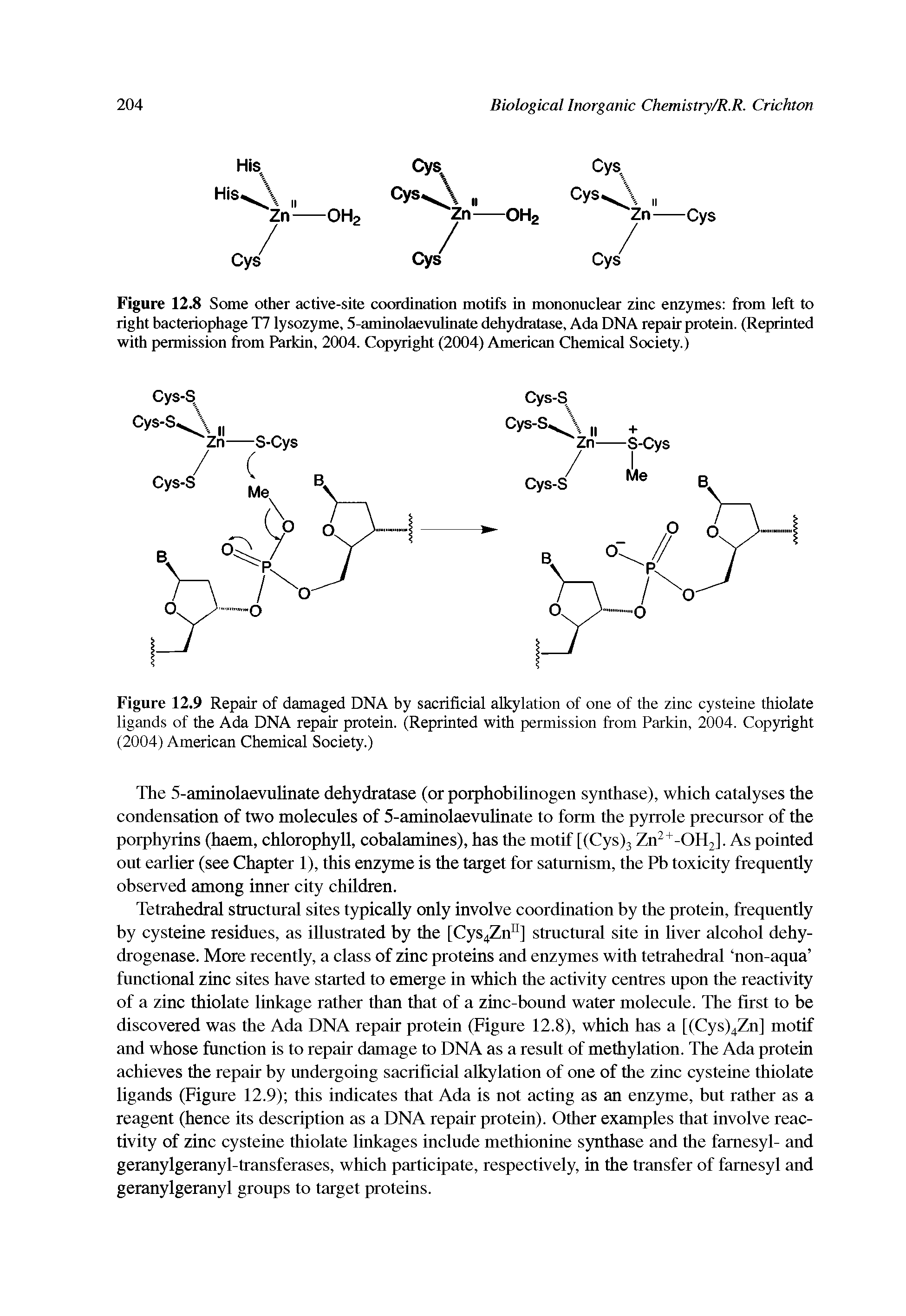 Figure 12.8 Some other active-site coordination motifs in mononuclear zinc enzymes from left to right bacteriophage T7 lysozyme, 5-aminolaevulinate dehydratase, Ada DNA repair protein. (Reprinted with permission from Parkin, 2004. Copyright (2004) American Chemical Society.)...