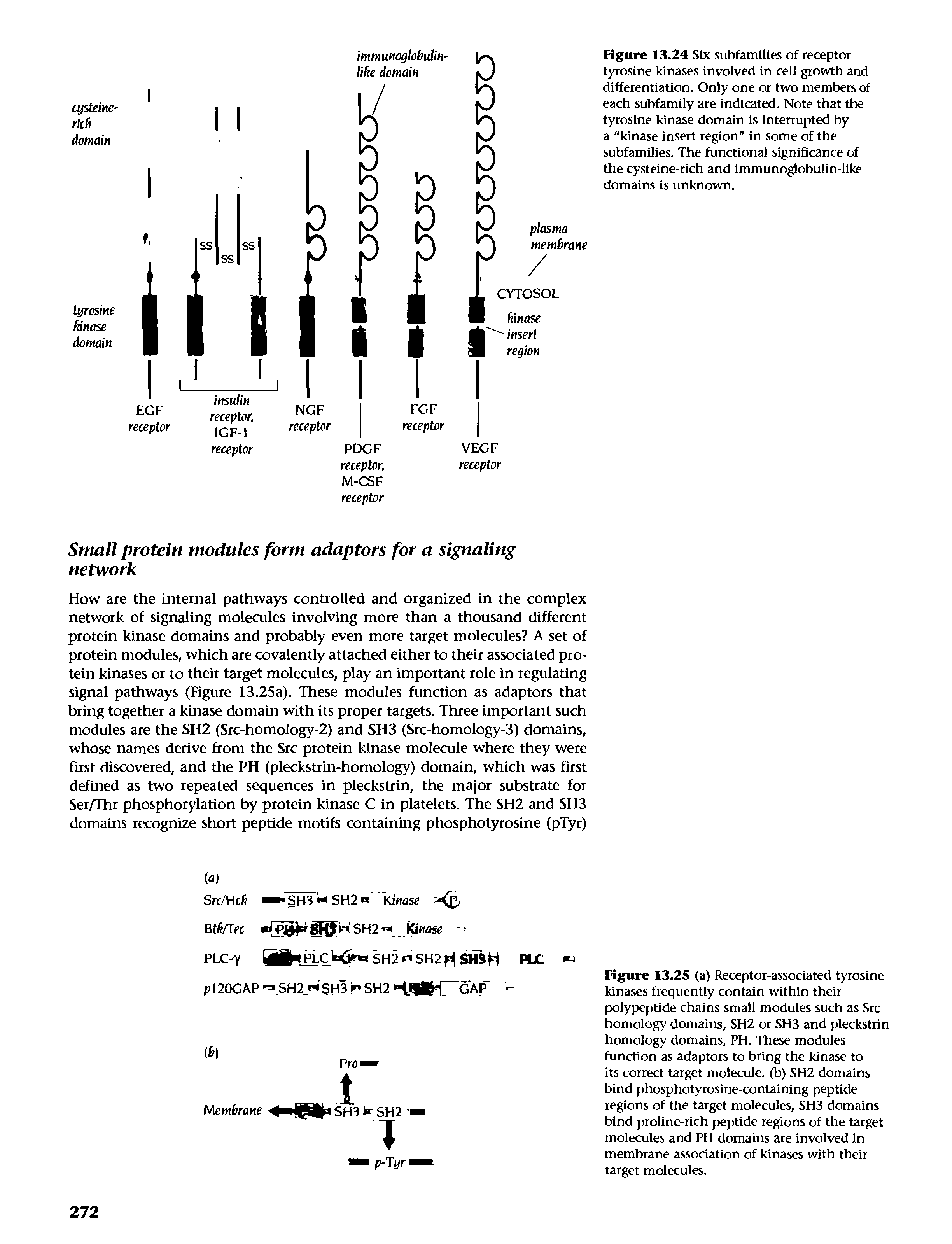 Figure 13.24 Six subfamilies of receptor tyrosine kinases involved in cell growth and differentiation. Only one or two members of each subfamily are indicated. Note that the tyrosine kinase domain is interrupted by a "kinase insert region" in some of the subfamilies. The functional significance of the cysteine-rich and immunoglobulin-like domains is unknown.