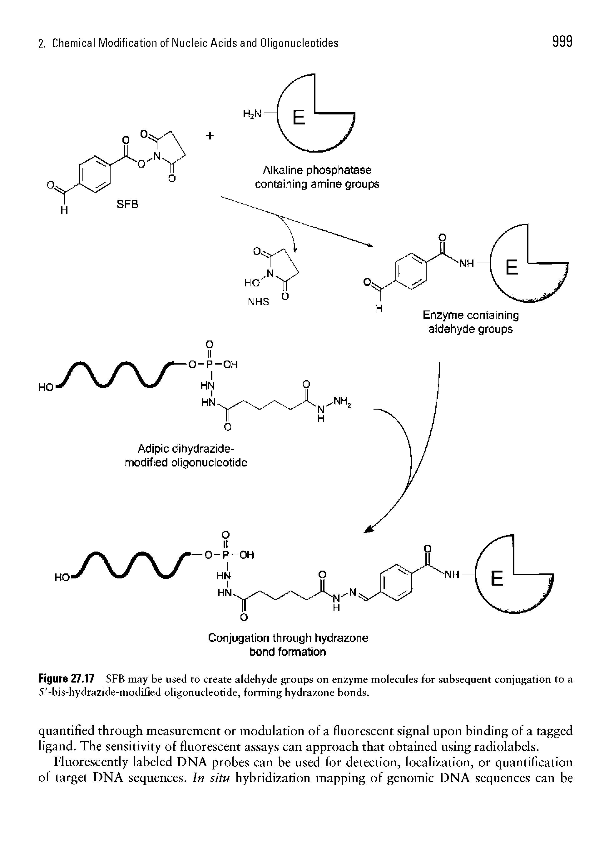 Figure 27.17 SFB may be used to create aldehyde groups on enzyme molecules for subsequent conjugation to a 5 -bis-hydrazide-modified oligonucleotide, forming hydrazone bonds.