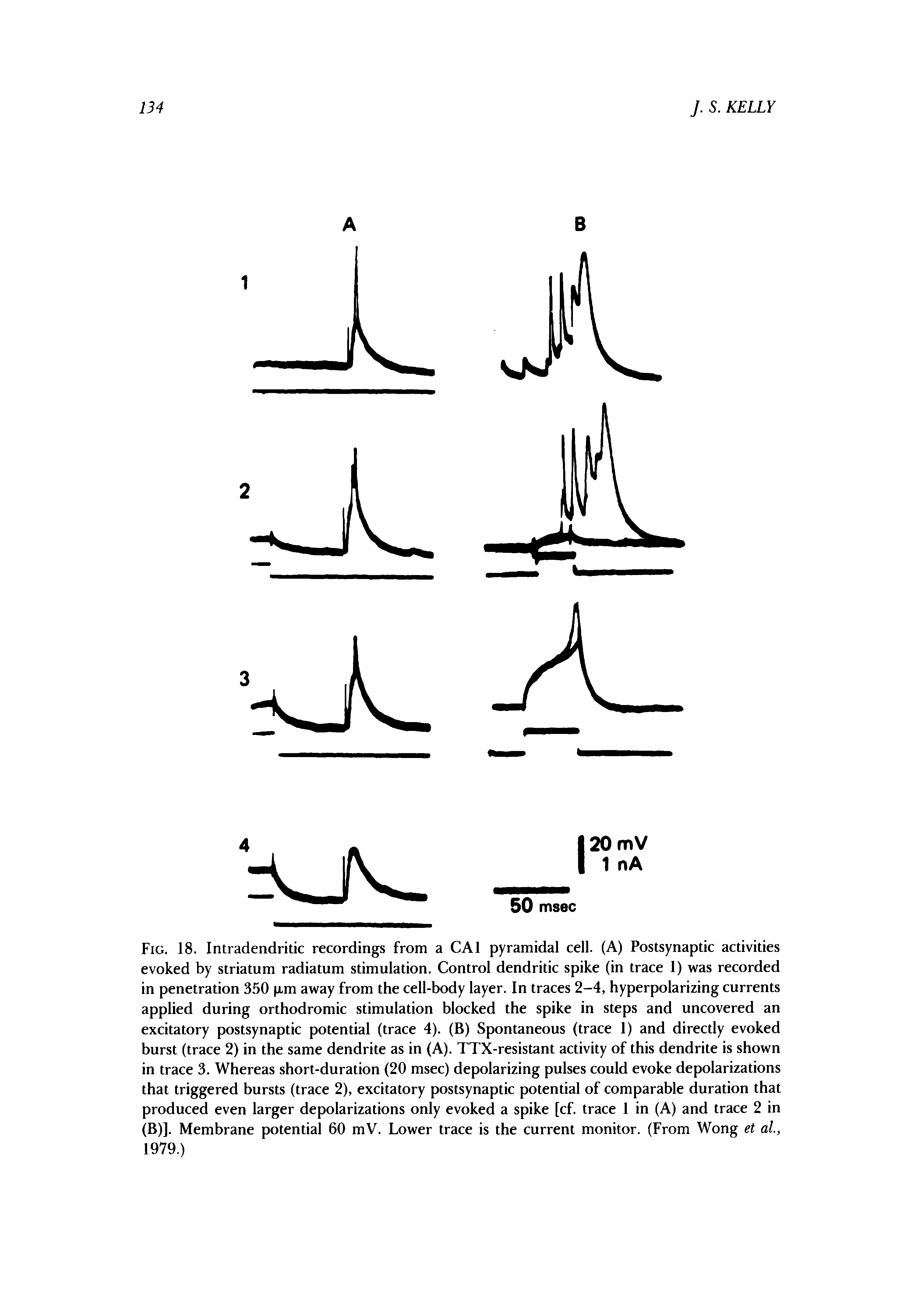 Fig. 18. Intradendritic recordings from a CAl pyramidal cell. (A) Postsynaptic activities evoked by striatum radiatum stimulation. Control dendritic spike (in trace 1) was recorded in penetration 350 p,m away from the cell-body layer. In traces 2-4, hyperpolarizing currents applied during orthodromic stimulation blocked the spike in steps and uncovered an excitatory postsynaptic potential (trace 4). (B) Spontaneous (trace 1) and directly evoked burst (trace 2) in the same dendrite as in (A). TTX-resistant activity of this dendrite is shown in trace 3. Whereas short-duration (20 msec) depolarizing pulses could evoke depolarizations that triggered bursts (trace 2), excitatory postsynaptic potential of comparable duration that produced even larger depolarizations only evoked a spike [cf. trace 1 in (A) and trace 2 in (B)]. Membrane potential 60 mV. Lower trace is the current monitor. (From Wong et ai, 1979.)...