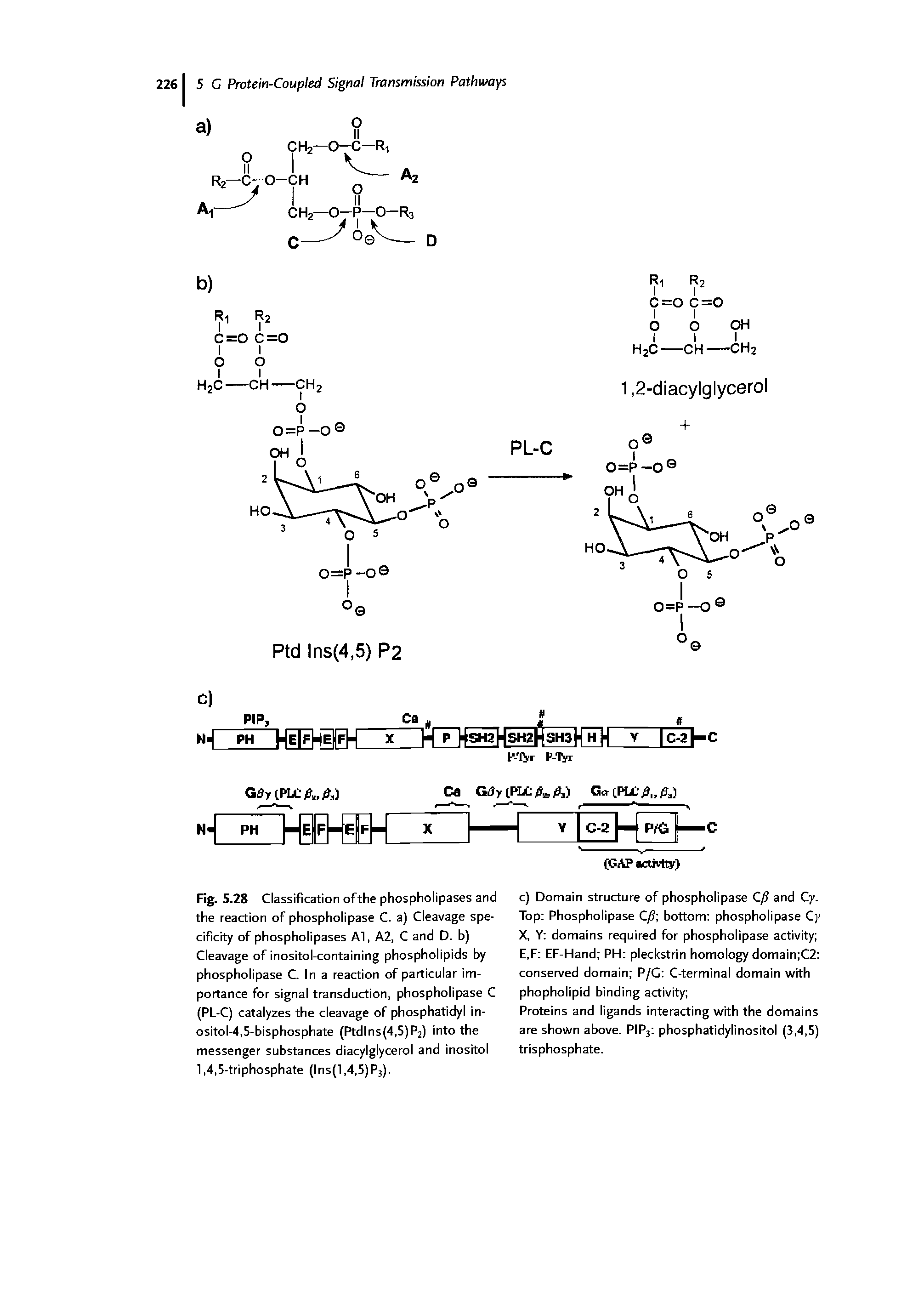 Fig. 5.28 Classification ofthe phospholipases and the reaction of phospholipase C. a) Cleavage specificity of phospholipases Al, A2, C and D. b) Cleavage of inositol-containing phospholipids by phospholipase C. In a reaction of particular importance for signal transduction, phospholipase C (PL-C) catalyzes the cleavage of phosphatidyl inositol-4, 5-bisphosphate (Ptdlns(4,5)P2) into the messenger substances diacylglycerol and inositol 1,4,5-triphosphate (lns(l,4,5)P3).