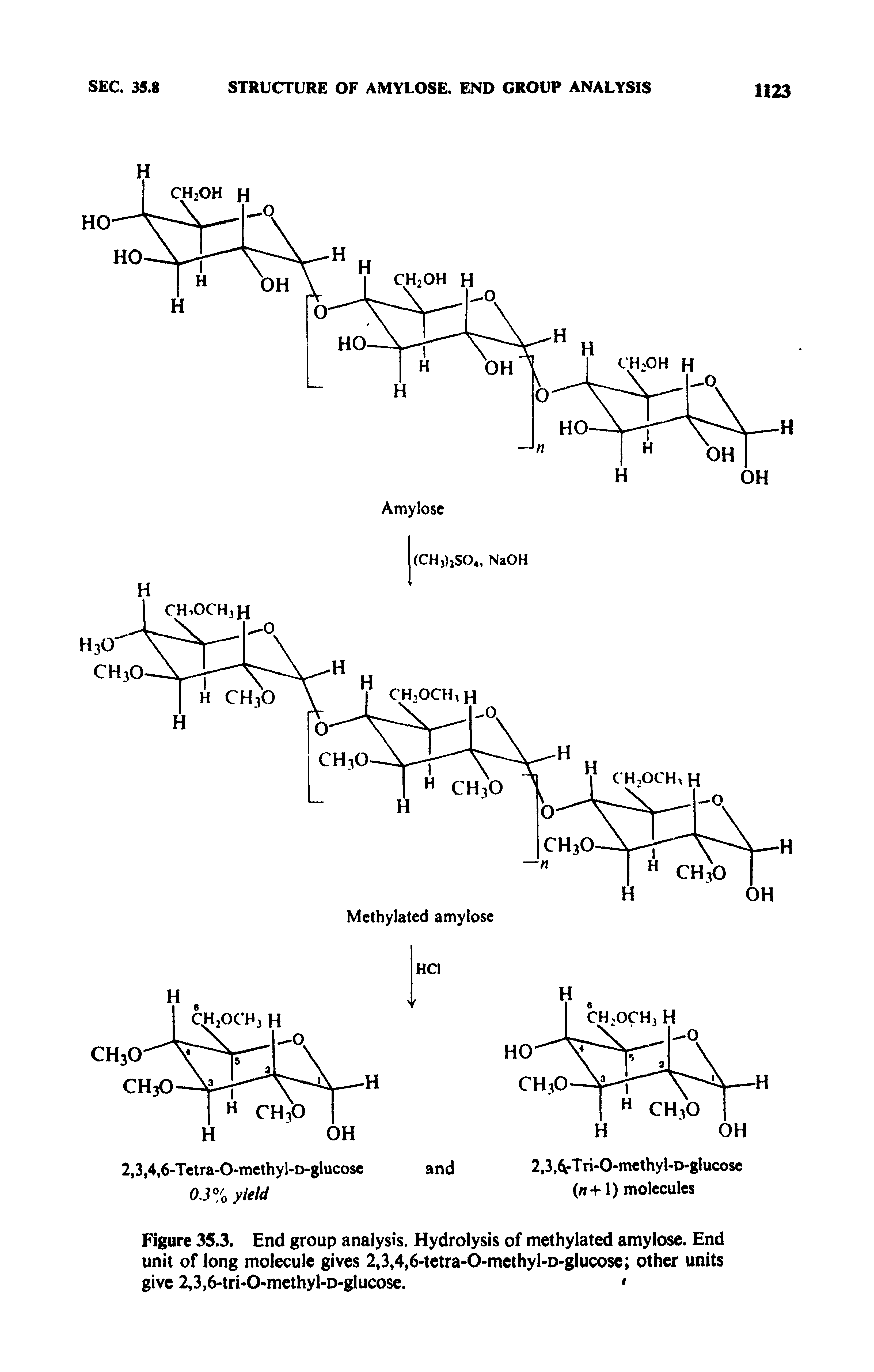 Figure 35.3. End group analysis. Hydrolysis of methylated amylose. End unit of long molecule gives 2,3,4,6-tetra-O-methyl-D-glucose other units give 2,3,6-tri-O-methyl-D-glucose. ...