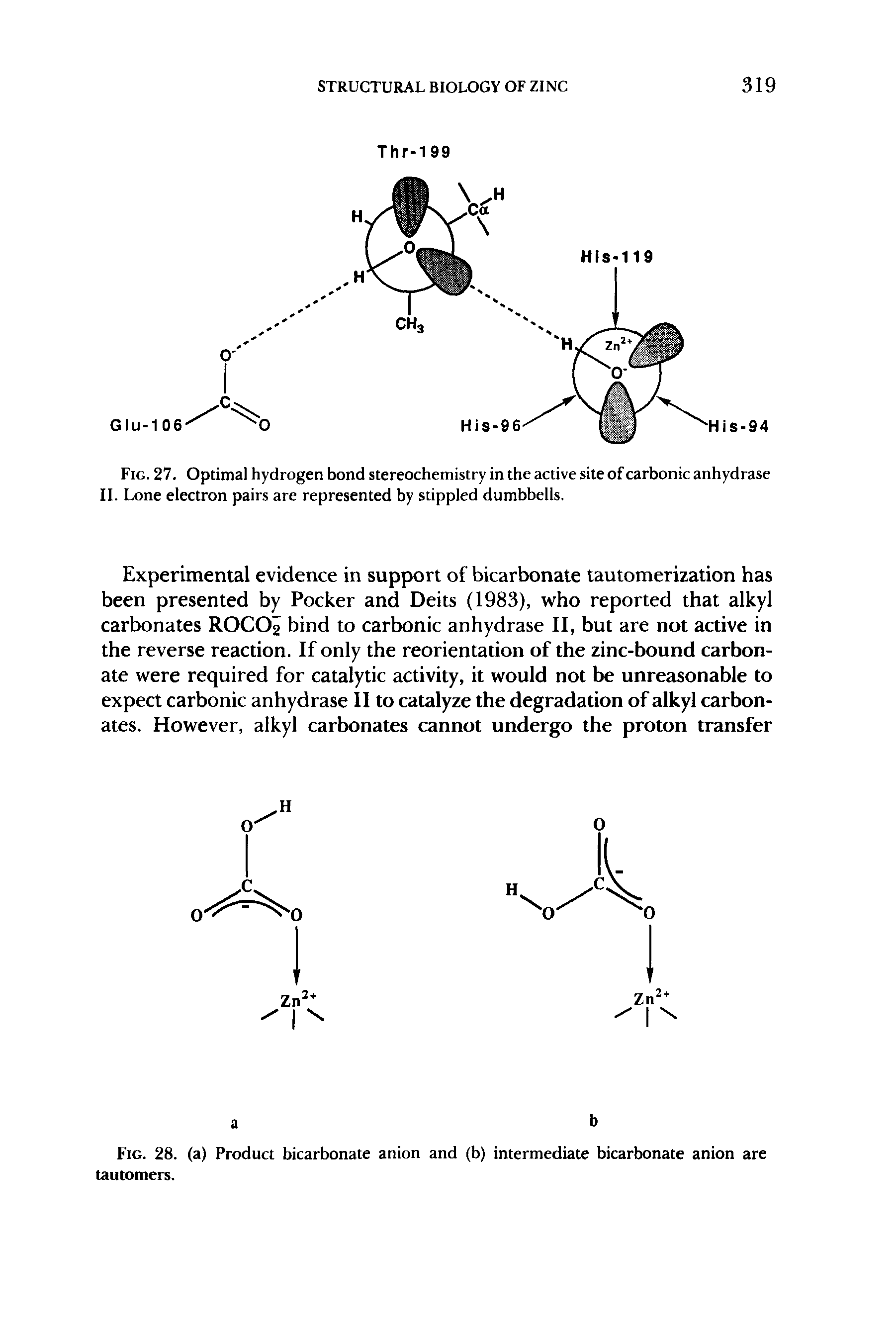 Fig. 27. Optimal hydrogen bond stereochemistry in the active site of carbonic anhydrase II. Lone electron pairs are represented by stippled dumbbells.