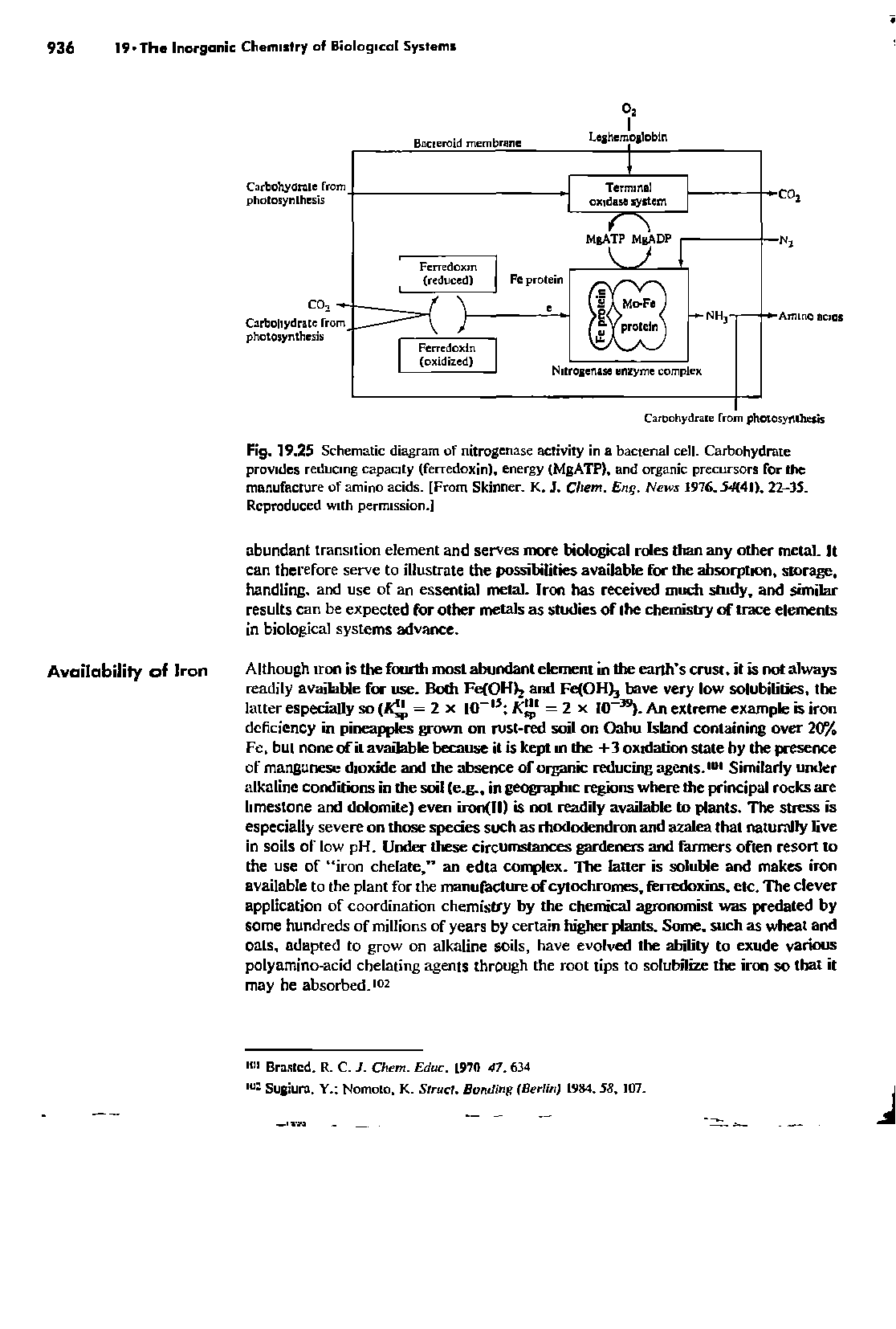 Fig. 19.25 Schematic diagram of nitrogenase activity in a bacterial cell. Carbohydrate provides reducing capacity (ferredoxin), energy (MgATP), and organic precursors for the manufacture of amino acids. [From Skinner. K. J. Chem. Eng. News 1976.54(41). 22-35. Reproduced with permission.]...
