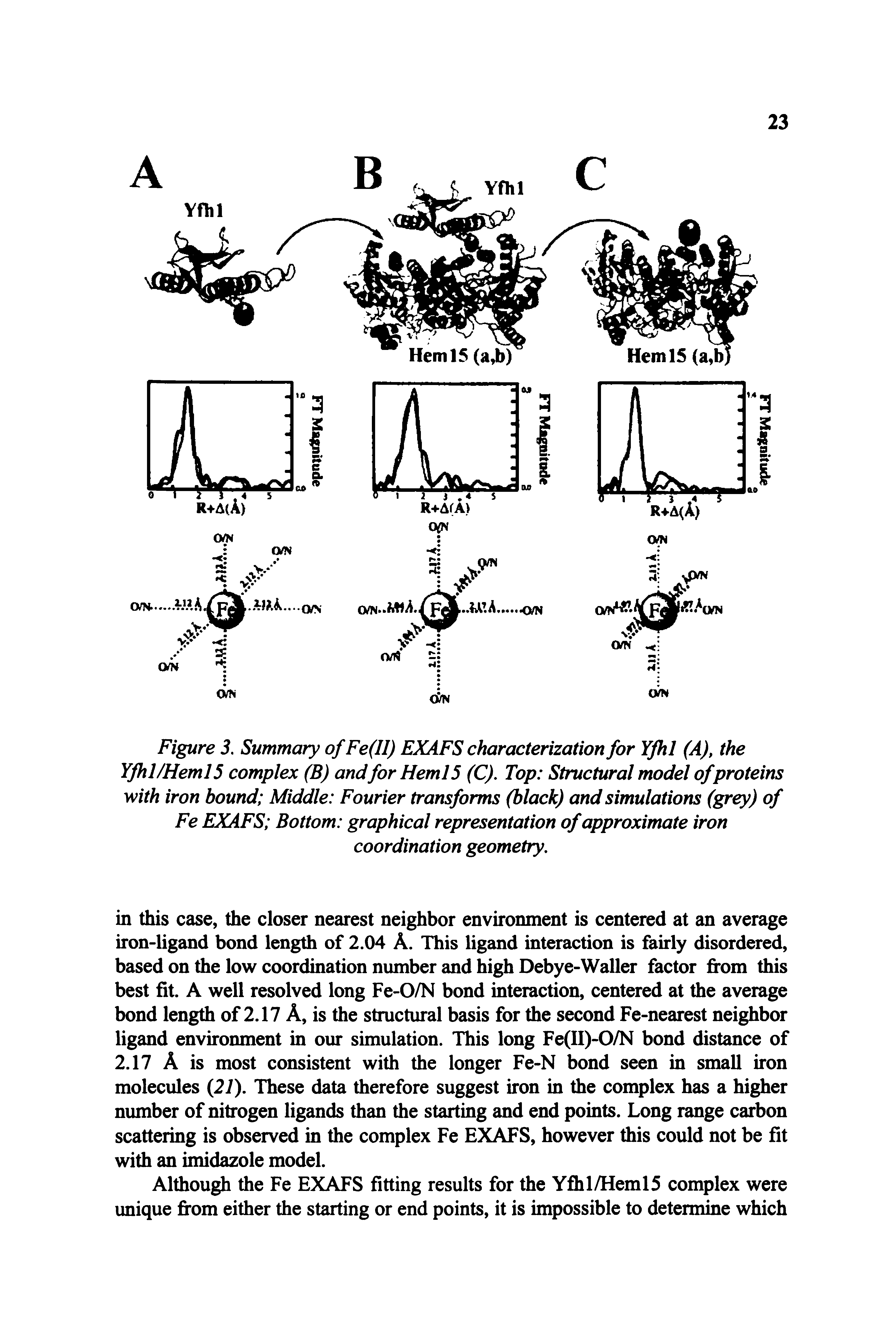 Figure 3. Summary ofFe(II) EXAFS characterization for YJhl (A), the Yfhl/Heml5 complex (B) and for HemlS (C), Top Structural model of proteins with iron bound Middle Fourier transforms (black) and simulations (grey) of Fe EXAFS Bottom graphical representation of approximate iron coordination geometry.