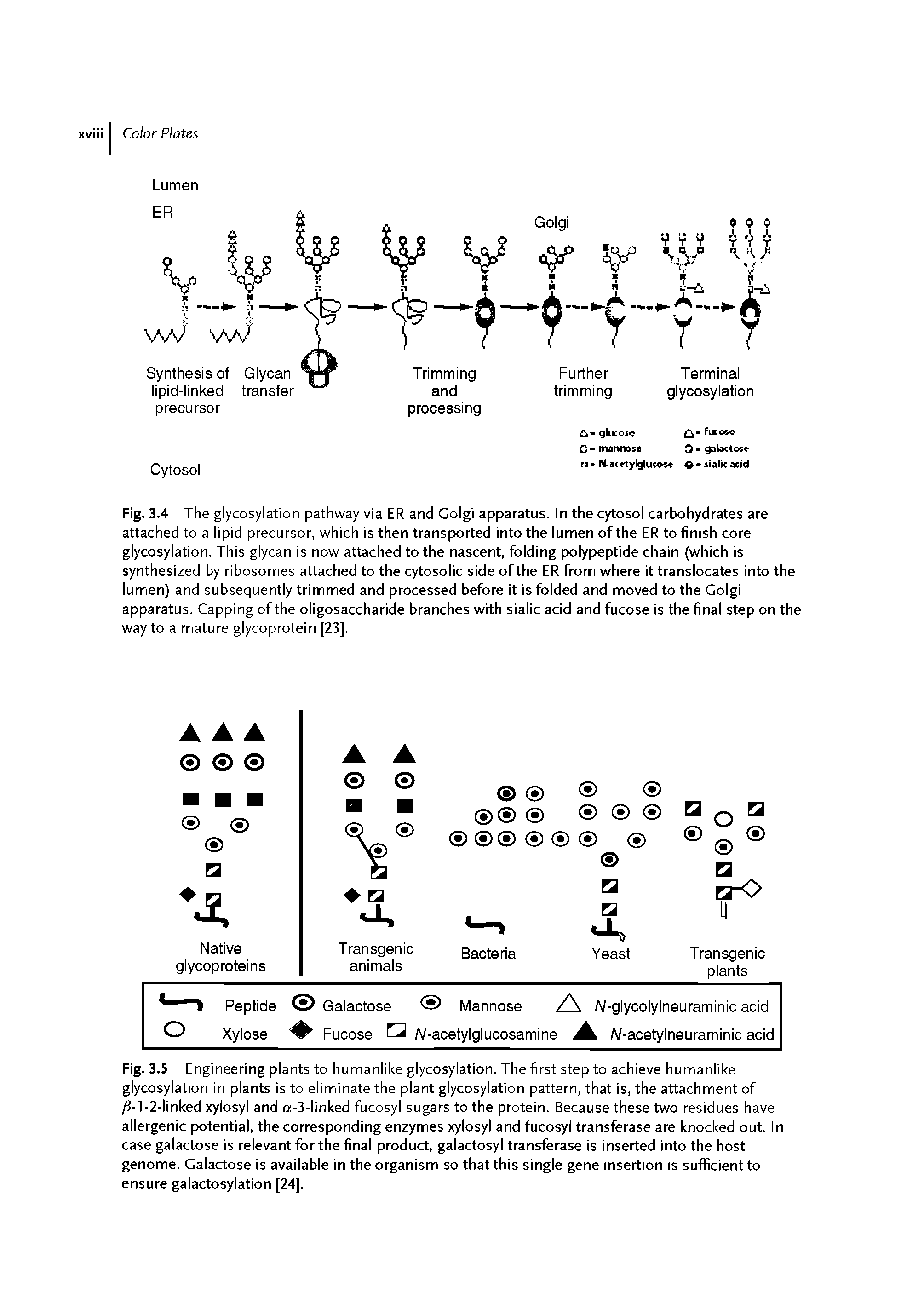 Fig. 3.4 The glycosylation pathway via ER and Golgi apparatus, in the cytosol carbohydrates are attached to a lipid precursor, which is then transported into the lumen of the ER to finish core glycosylation. This glycan is now attached to the nascent, folding polypeptide chain (which is synthesized by ribosomes attached to the cytosolic side of the ER from where it translocates into the lumen) and subsequently trimmed and processed before it is folded and moved to the Golgi apparatus. Capping of the oligosaccharide branches with sialic acid and fucose is the final step on the way to a mature glycoprotein [23].