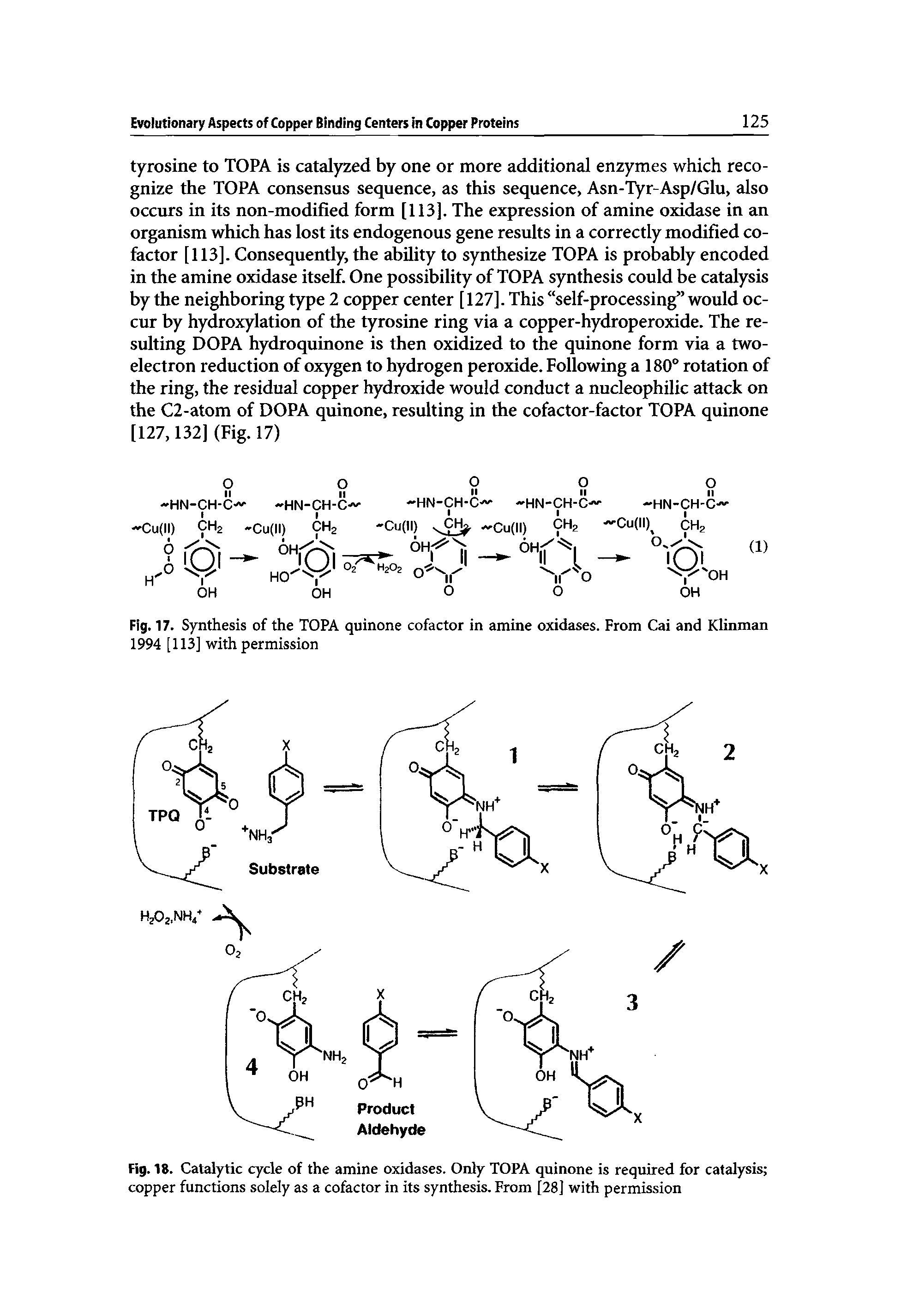 Fig. 18. Catalytic cycle of the amine oxidases. Only TOPA quinone is required for catalysis copper functions solely as a cofactor in its synthesis. From [28] with permission...