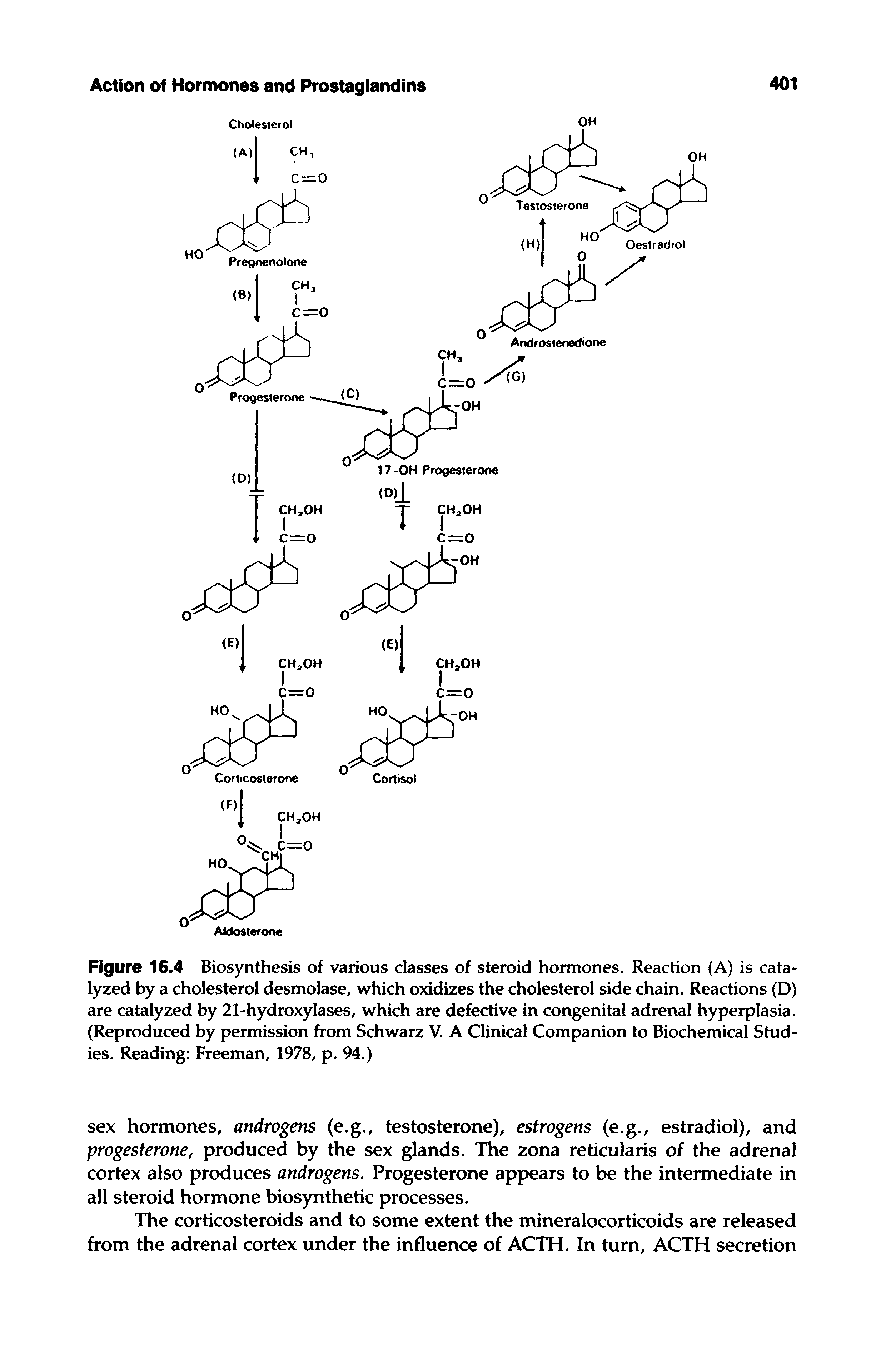 Figure 16.4 Biosynthesis of various classes of steroid hormones. Reaction (A) is catalyzed by a cholesterol desmolase, which oxidizes the cholesterol side chain. Reactions (D) are catalyzed by 21-hydroxylases, which are defective in congenital adrenal hyperplasia. (Reproduced by permission from Schwarz V. A Clinical Companion to Biochemical Studies. Reading Freeman, 1978, p. 94.)...
