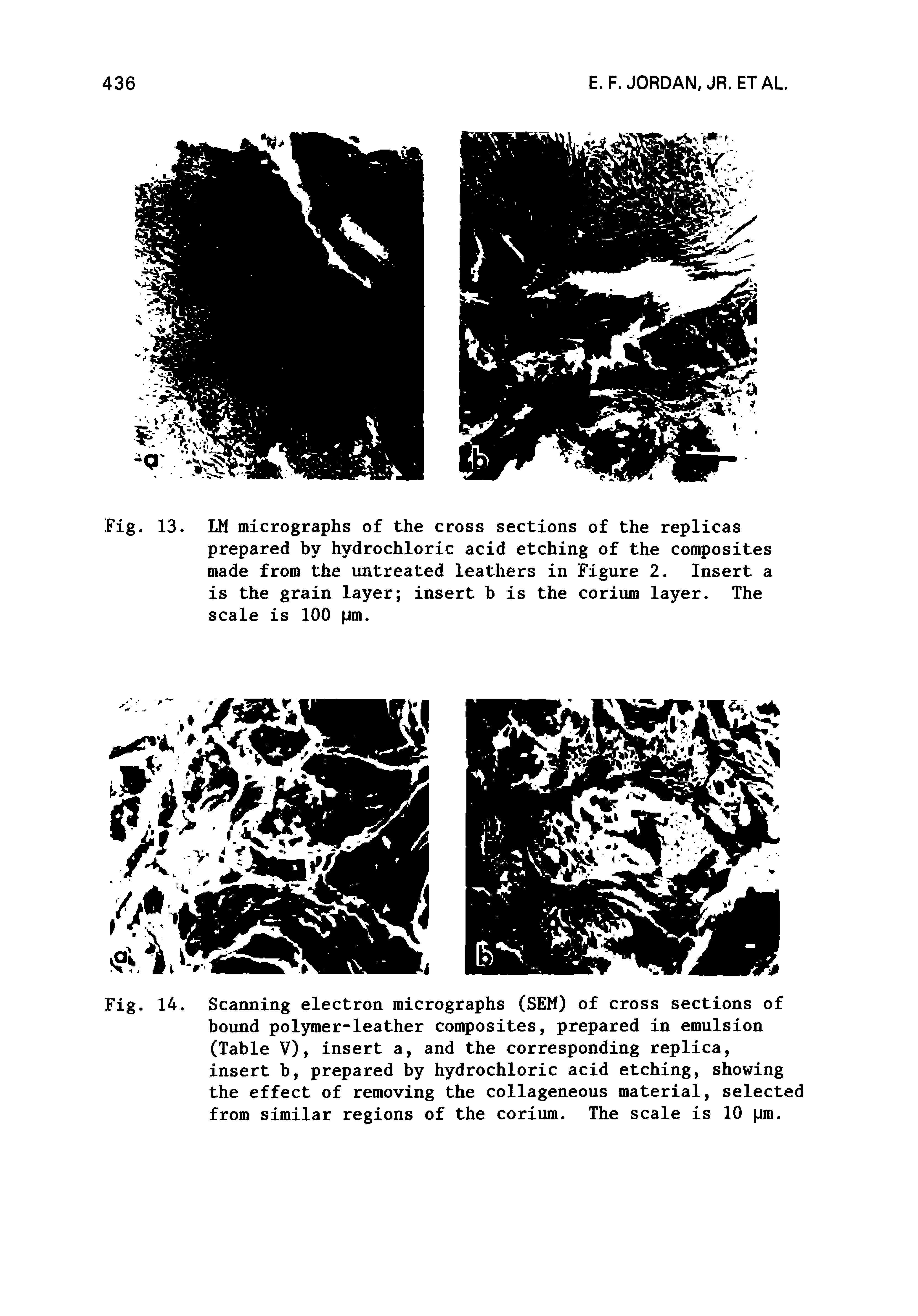 Fig. 14. Scanning electron micrographs (SEM) of cross sections of bound polymer-leather composites, prepared in emulsion (Table V), insert a, and the corresponding replica, insert b, prepared by hydrochloric acid etching, showing the effect of removing the collageneous material, selected from similar regions of the corium. The scale is 10 pm.