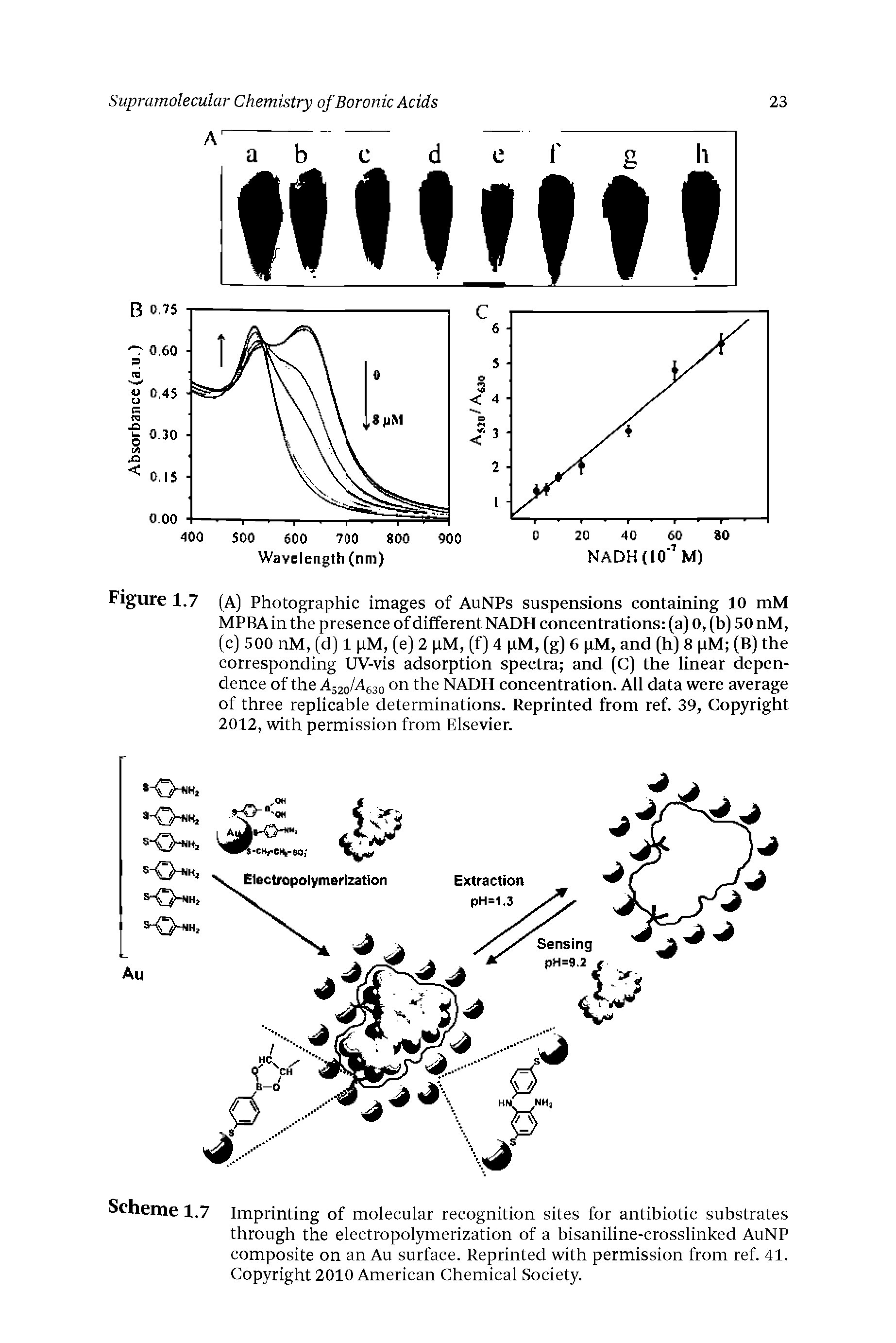 Scheme 1.7 Imprinting of molecular recognition sites for antibiotic substrates through the electropolymerization of a bisaniline-crosslinked AuNP composite on an Au surface. Reprinted with permission from ref. 41. Copyright 2010 American Chemical Society.