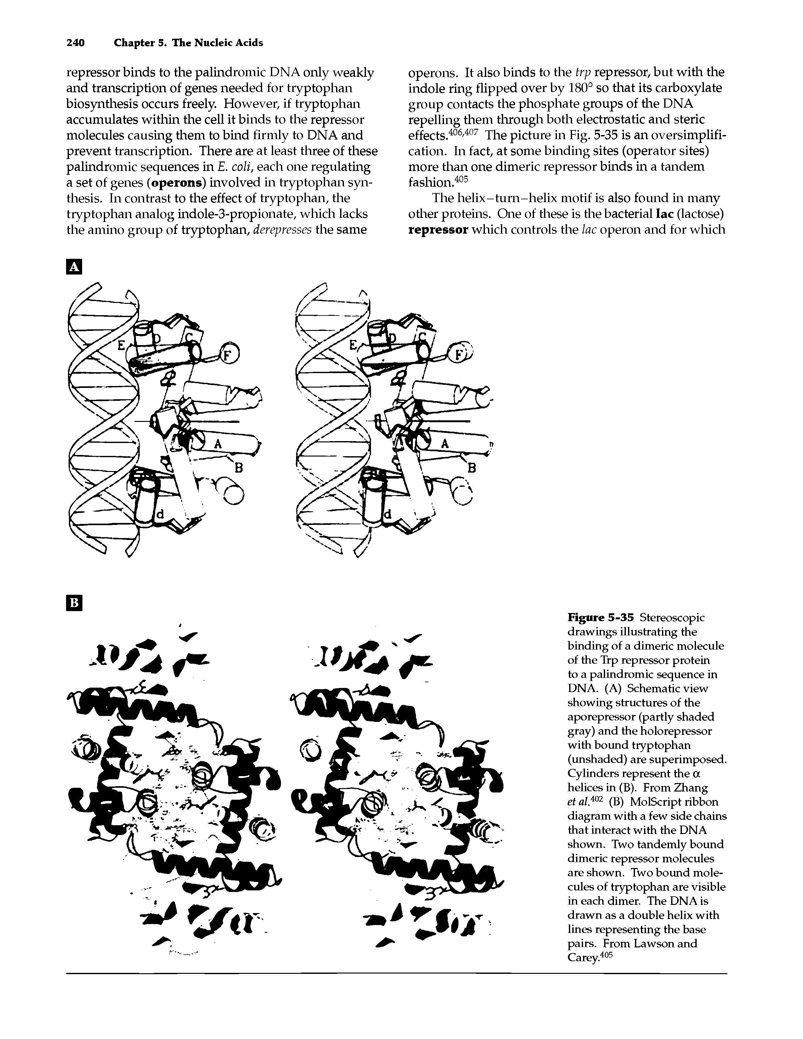 Figure 5-35 Stereoscopic drawings illustrating the binding of a dimeric molecule of the Trp repressor protein to a palindromic sequence in DNA. (A) Schematic view showing structures of the aporepressor (partly shaded gray) and the holorepressor with bound tryptophan (unshaded) are superimposed. Cylinders represent the a helices in (B). From Zhang et al.wi (B) MolScript ribbon diagram with a few side chains that interact with the DNA shown. Two tandemly bound dimeric repressor molecules are shown. Two bound molecules of tryptophan are visible in each dimer. The DNA is drawn as a double helix with lines representing the base pairs. From Lawson and Carey.405...