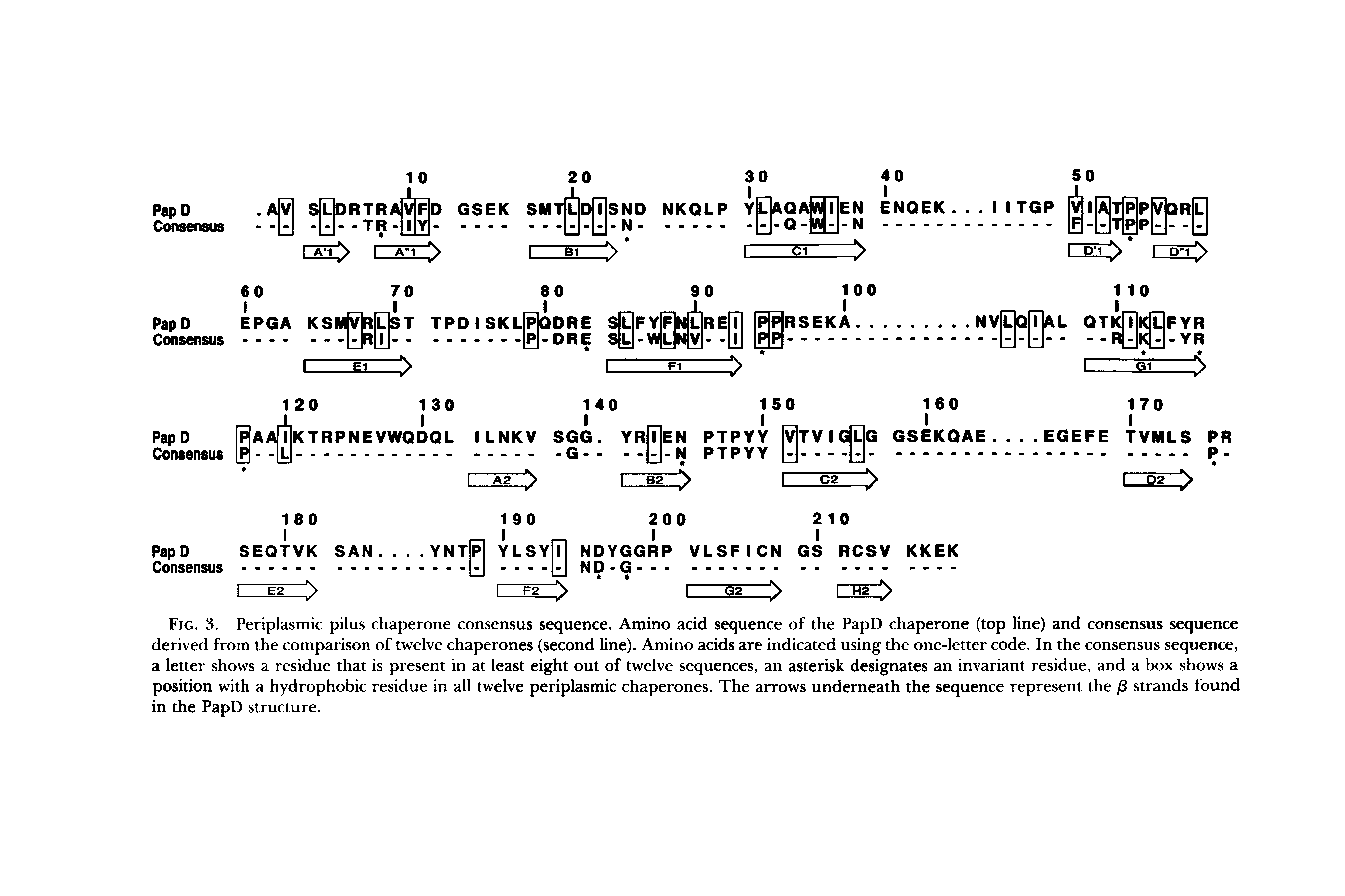 Fig. 3. Periplasmic pilus chaperone consensus sequence. Amino acid sequence of the PapD chaperone (top line) and consensus sequence derived from the comparison of twelve chaperones (second line). Amino acids are indicated using the one-letter code. In the consensus sequence, a letter shows a residue that is present in at least eight out of twelve sequences, an asterisk designates an invariant residue, and a box shows a position with a hydrophobic residue in all twelve periplasmic chaperones. The arrows underneath the sequence represent the /3 strands found in the PapD structure.