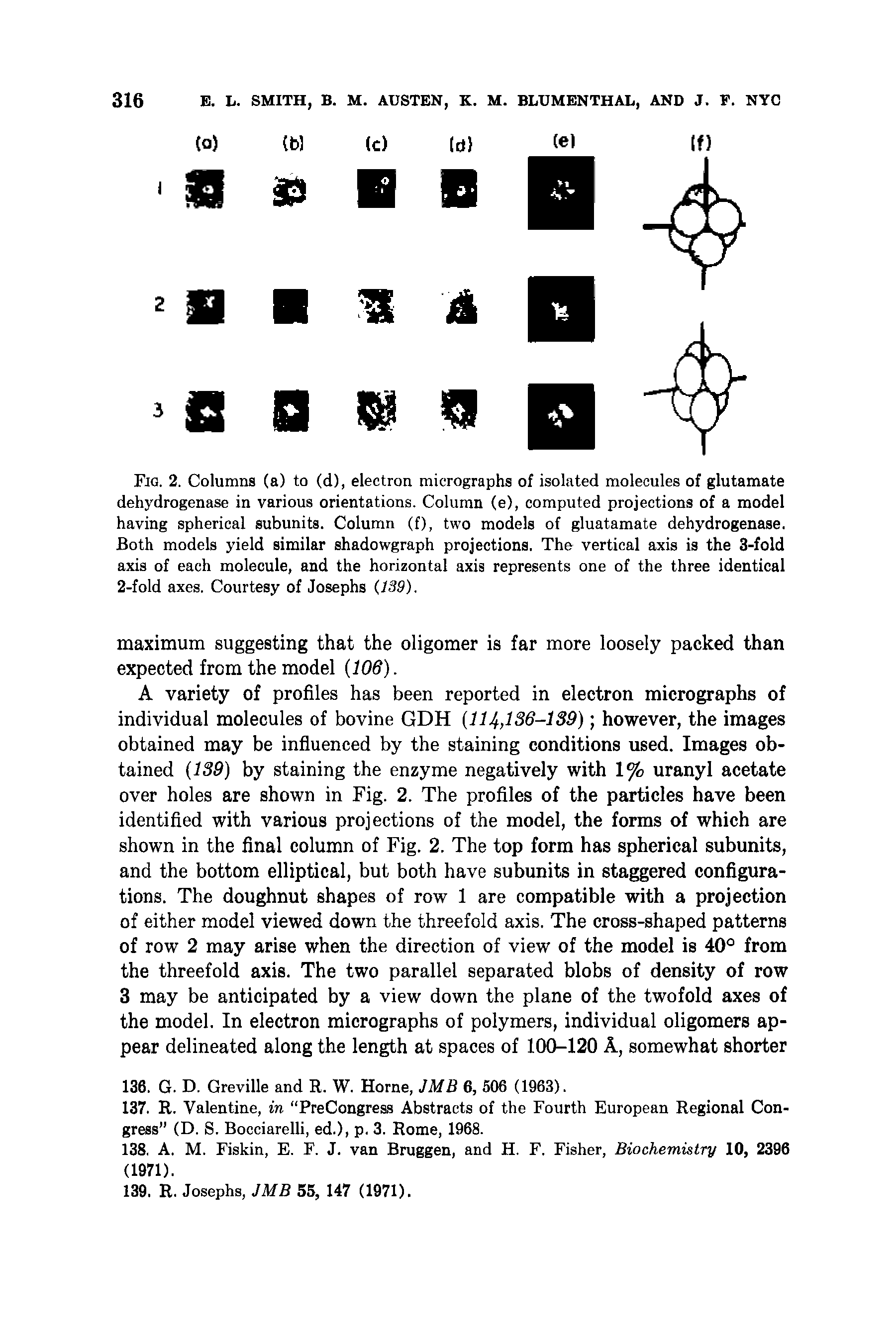 Fig. 2. Columns (a) to (d), electron micrographs of isolated molecules of glutamate dehydrogenase in various orientations. Column (e), computed projections of a model having spherical subunits. Column (f), two models of gluatamate dehydrogenase. Both models yield similar shadowgraph projections. The vertical axis is the 3-fold axis of each molecule, and the horizontal axis represents one of the three identical 2-fold axes. Courtesy of Josephs (139).