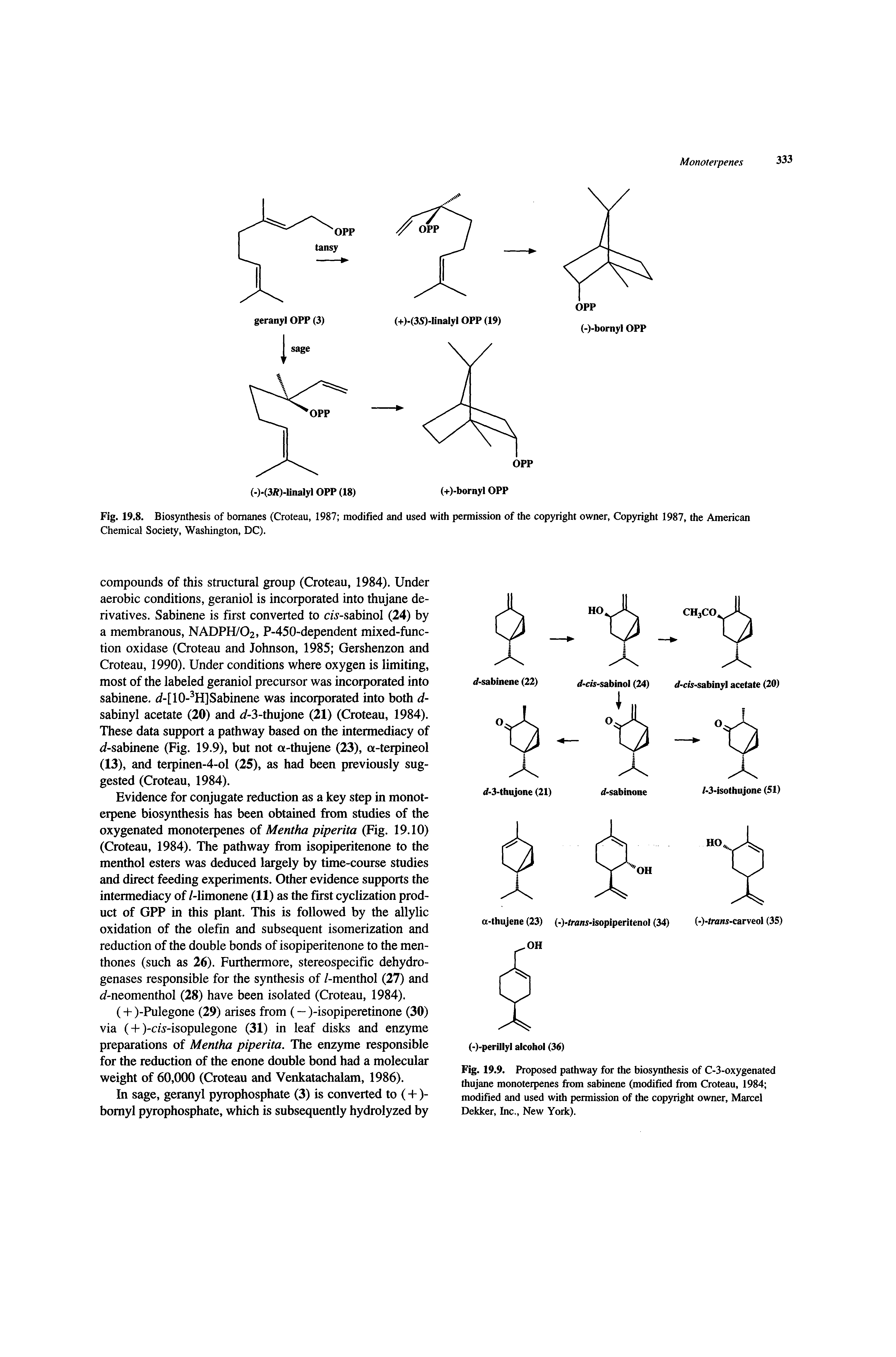 Fig. 19.9. R-oposed pathway for the biosynthesis of C-3-oxygenated thujane monoterpenes from sabinene (modified from Croteau, 1984 modified and used with permission of the copyright owner, Marcel Dekker, Inc., New York).