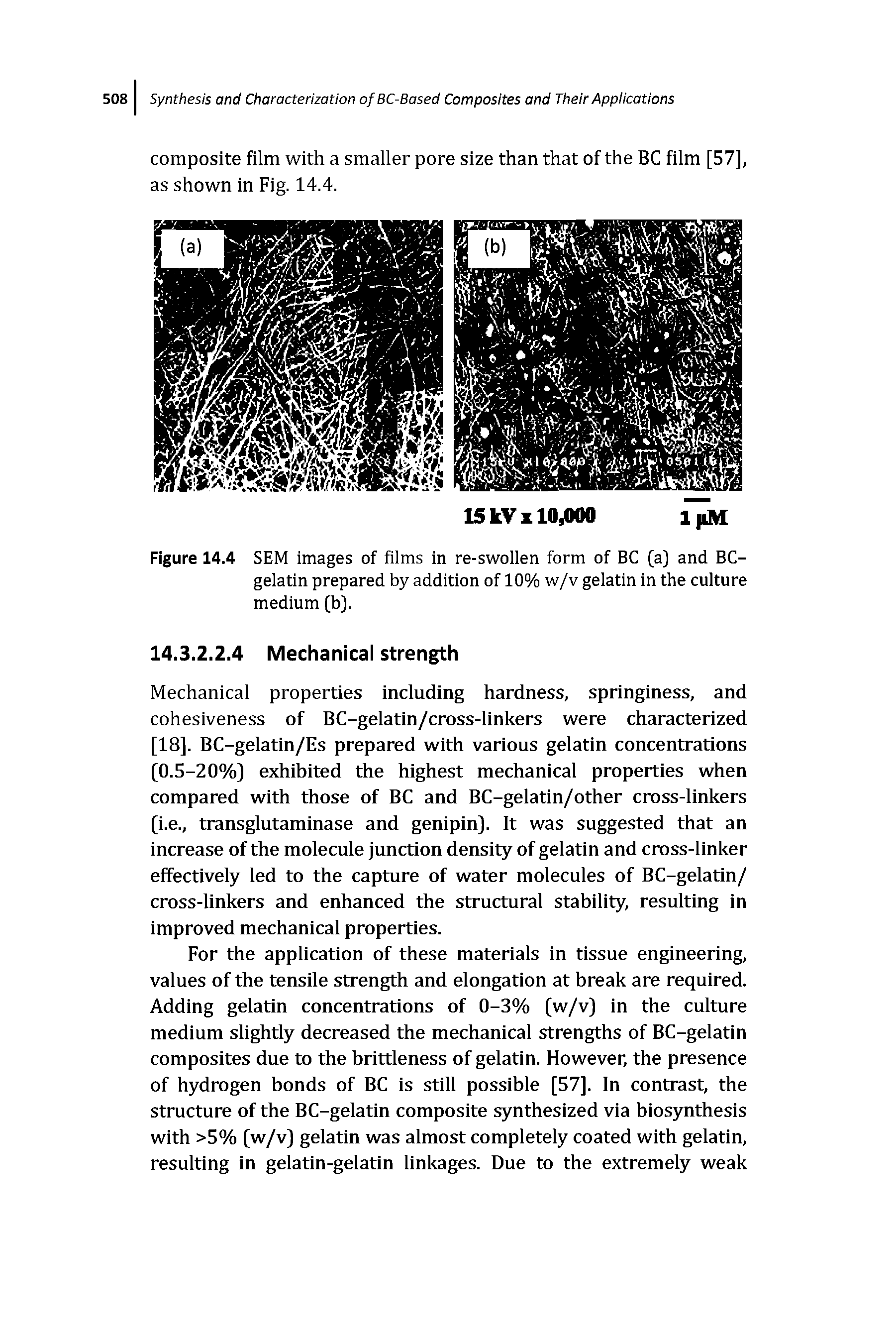 Figure 14.4 SEM images of films in re-swollen form of BC (a) and BC-gelatin prepared by addition of 10% w/v gelatin in the culture medium [b).