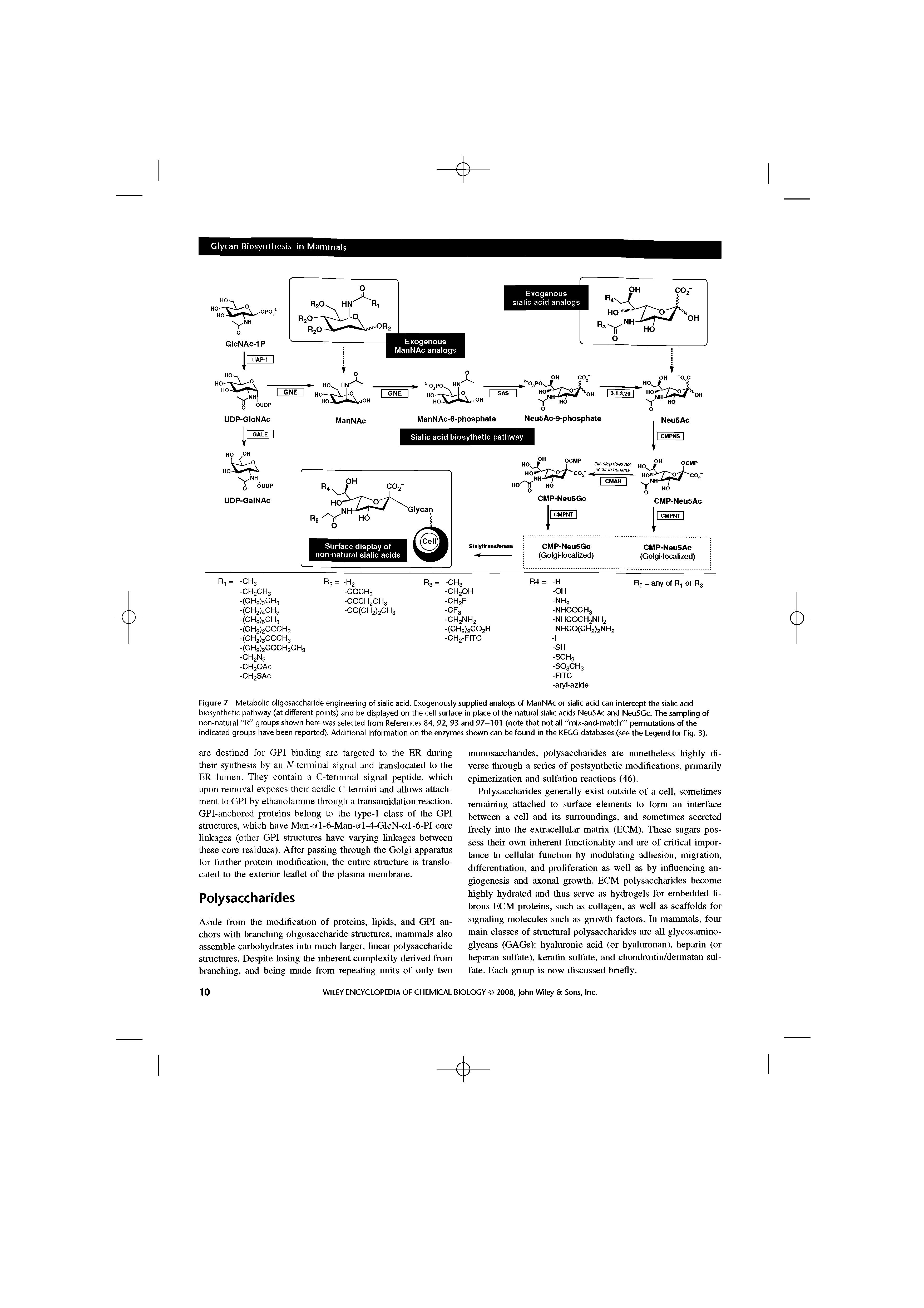 Figure 7 Metabolic oligosaccharide engineering of sialic acid. Exogenously supplied analogs of ManNAc or sialic acid can intercept the sialic acid biosynthetic pathway (at different points) and be displayed on the cell surface in place of the natural sialic acids NeuSAc and Neu5Gc. The sampling of non-natural "R" groups shown here was selected from References 84, 92, 93 and 97-101 (note that not all "mix-and-match" permutations of the indicated groups have been reported). Additional information on the enzymes shown can be found in the KEGG databases (see the Legend for Fig. 3).