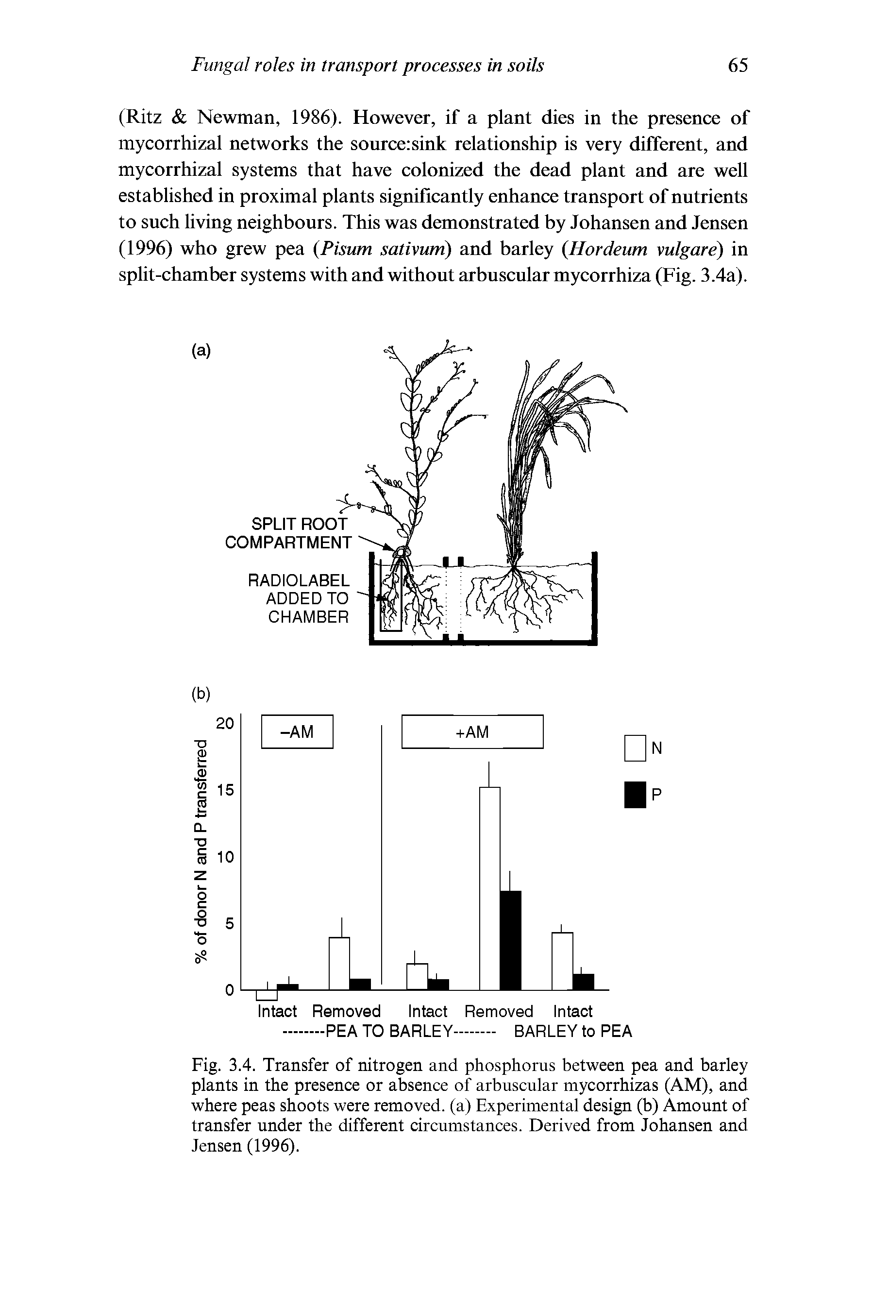 Fig. 3.4. Transfer of nitrogen and phosphorus between pea and barley plants in the presence or absence of arbuscular mycorrhizas (AM), and where peas shoots were removed, (a) Experimental design (b) Amount of transfer under the different circumstances. Derived from Johansen and Jensen (1996).