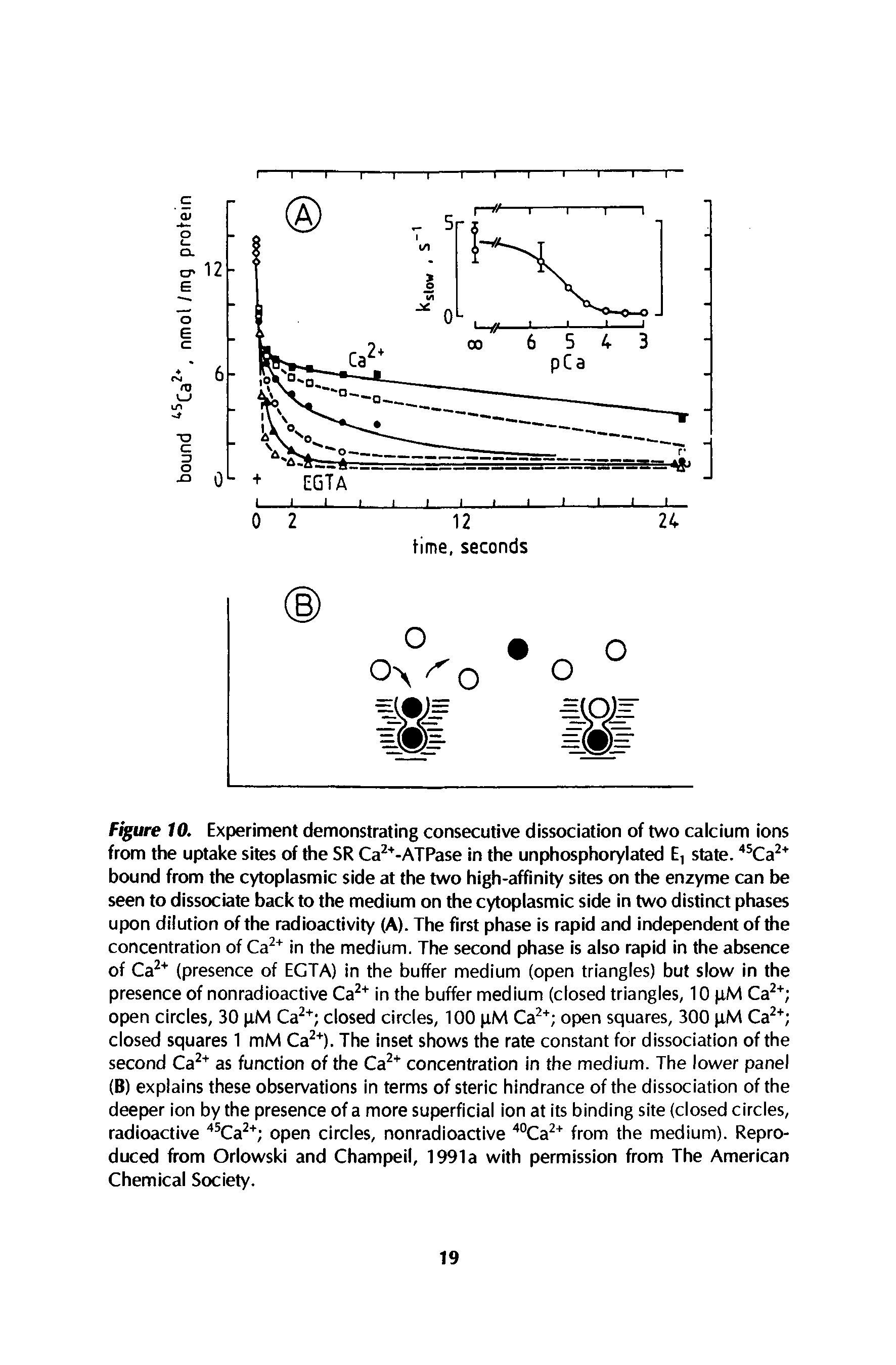 Figure 10. Experiment demonstrating consecutive dissociation of two calcium ions from the uptake sites of the SR Ca2+-ATPase in the unphosphorylated E, state. 45Ca2+ bound from the cytoplasmic side at the two high-affinity sites on the enzyme can be seen to dissociate back to the medium on the cytoplasmic side in two distinct phases upon dilution of the radioactivity (A). The first phase is rapid and independent of the concentration of Ca2+ in the medium. The second phase is also rapid in the absence of Ca2+ (presence of EGTA) in the buffer medium (open triangles) but slow in the presence of nonradioactive Ca2+ in the buffer medium (closed triangles, 10 pM Ca2+ open circles, 30 pM Ca2+ closed circles, 100 pM Ca2+ open squares, 300 pM Ca2+ closed squares 1 mM Ca2+). The inset shows the rate constant for dissociation of the second Ca2+ as function of the Ca2+ concentration in the medium. The lower panel (B) explains these observations in terms of steric hindrance of the dissociation of the deeper ion by the presence of a more superficial ion at its binding site (closed circles, radioactive 45Ca2+ open circles, nonradioactive 40Ca2+ from the medium). Reproduced from Orlowski and Champeil, 1991a with permission from The American Chemical Society.