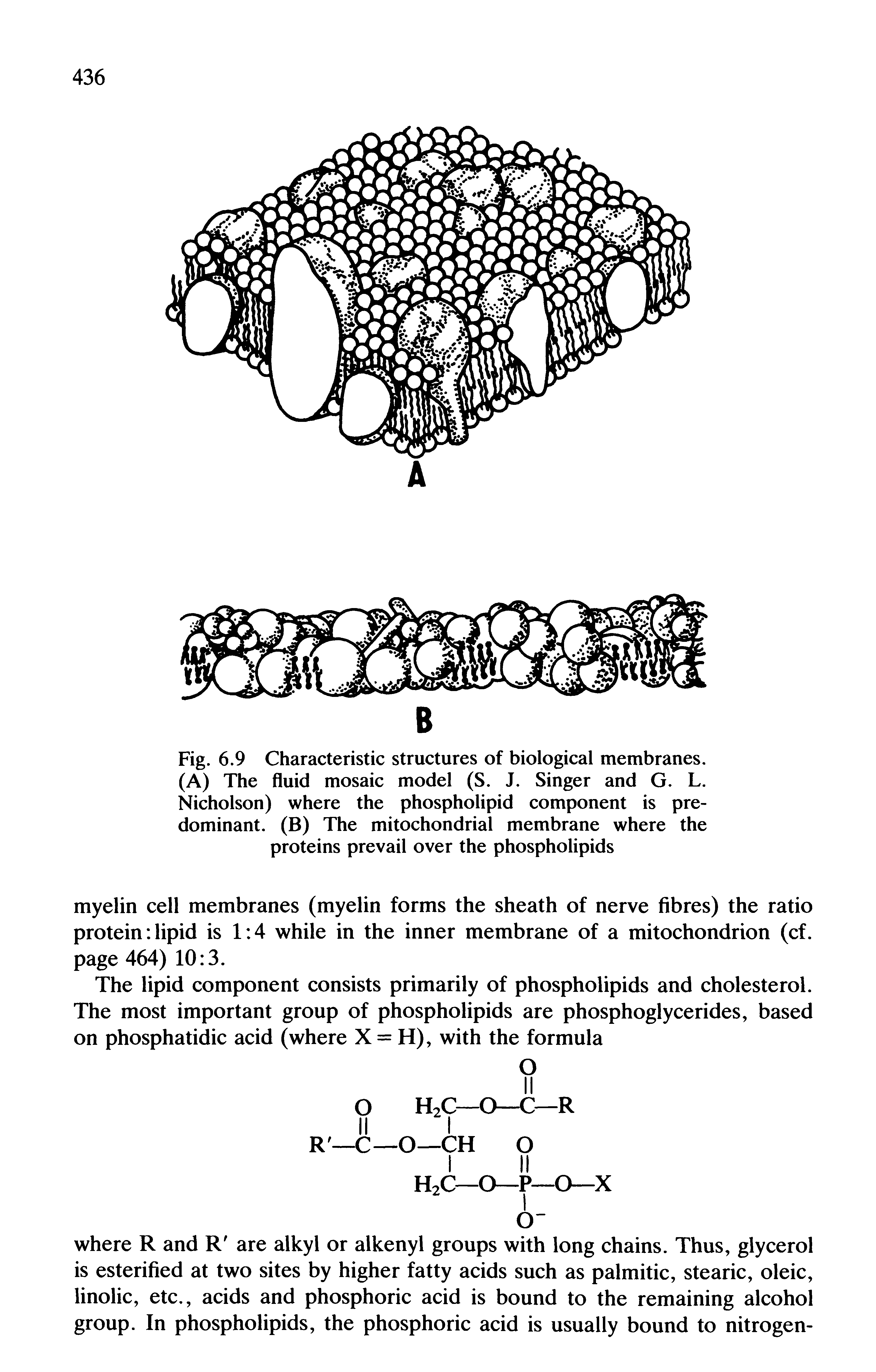 Fig. 6.9 Characteristic structures of biological membranes. (A) The fluid mosaic model (S. J. Singer and G. L. Nicholson) where the phospholipid component is predominant. (B) The mitochondrial membrane where the proteins prevail over the phospholipids...